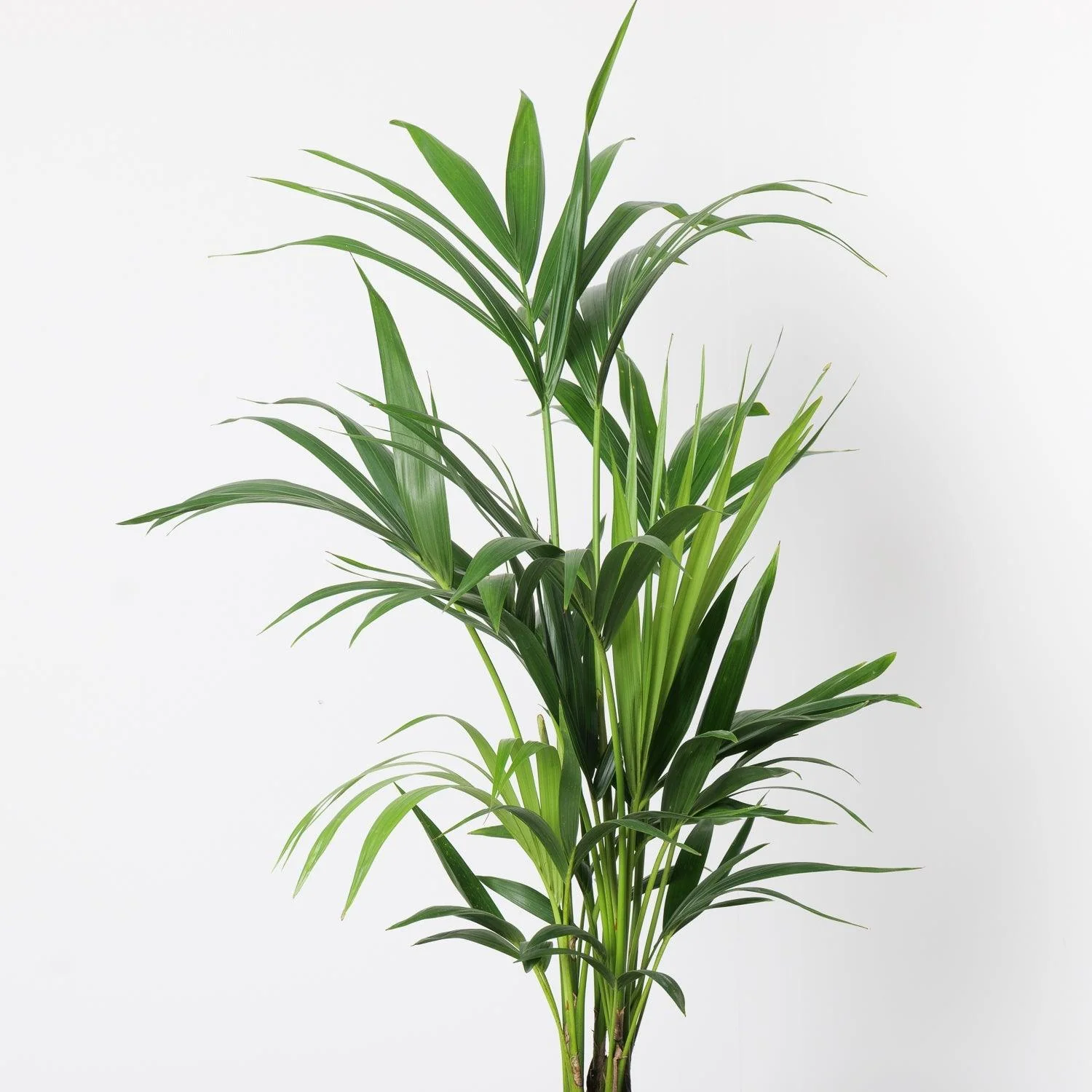 Kentia Palm | Howea Fosteriana - Image 3