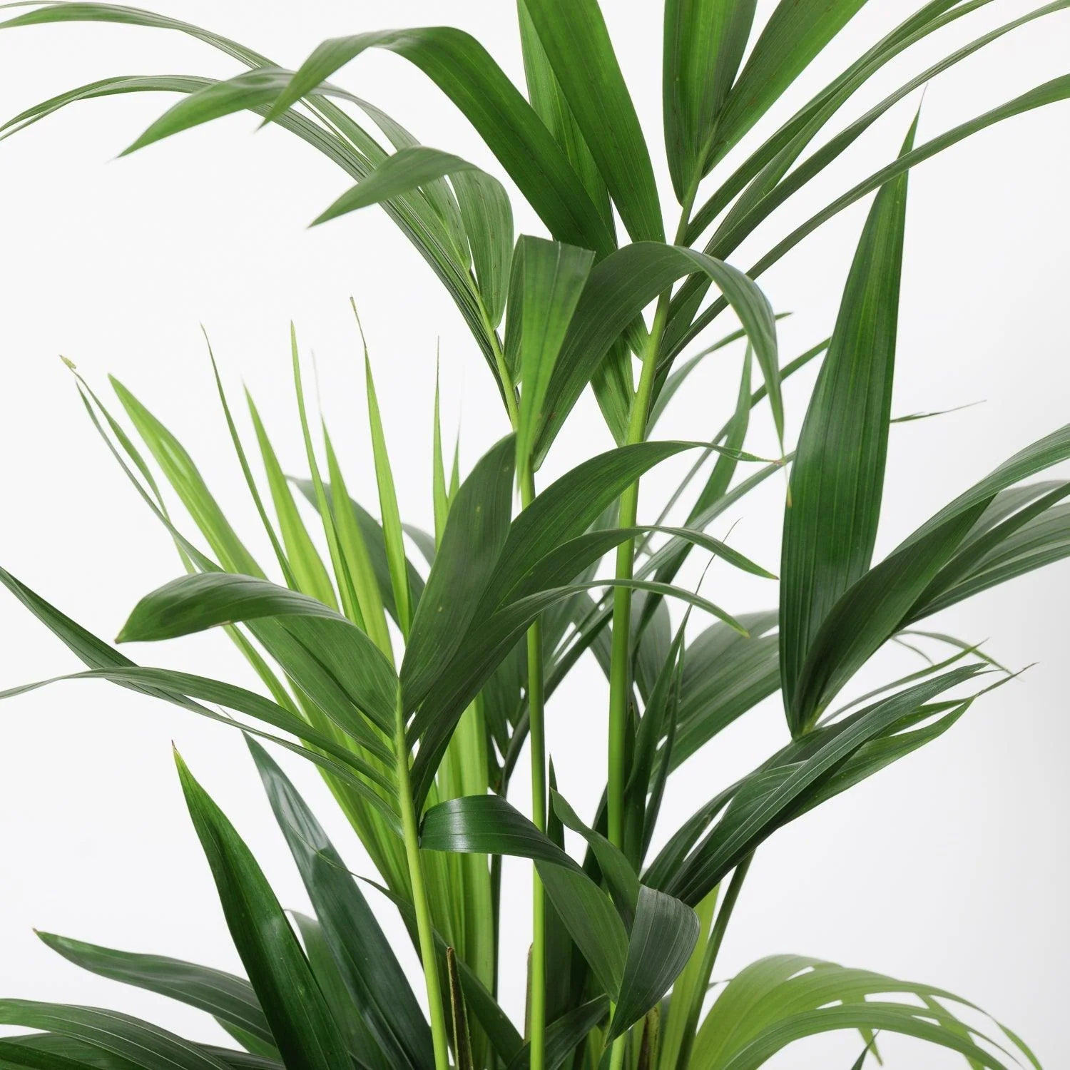 Kentia Palm | Howea Fosteriana - Image 4