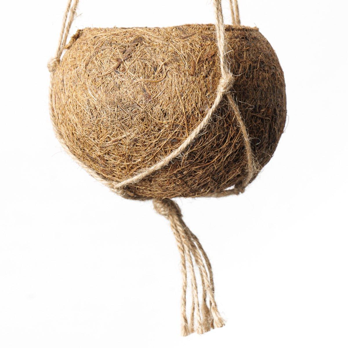 Kokodama "Coconut" hanging pot - Image 3