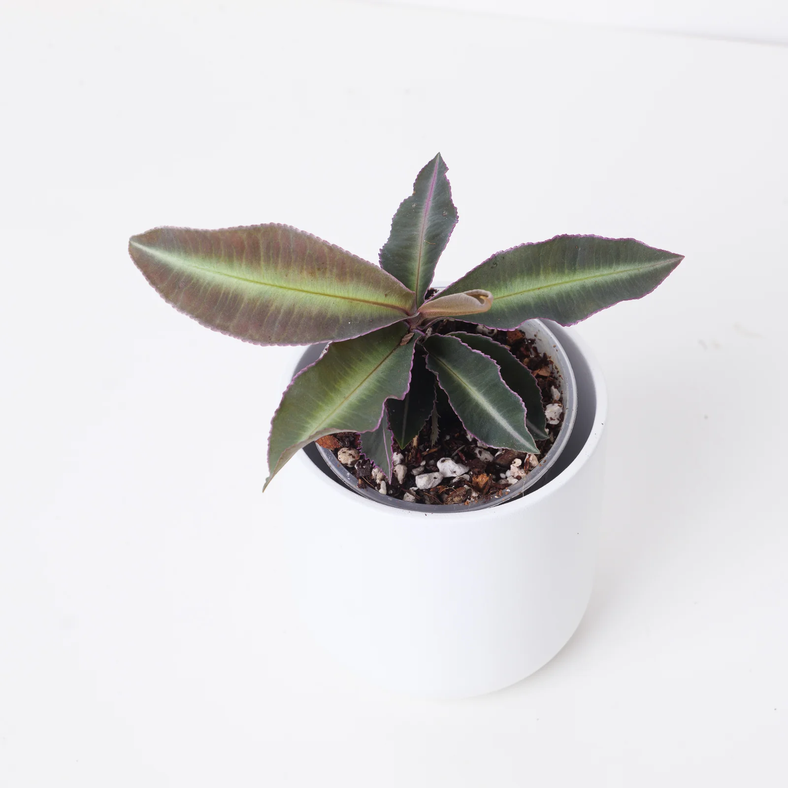 Labisia pumila 'Stripe'