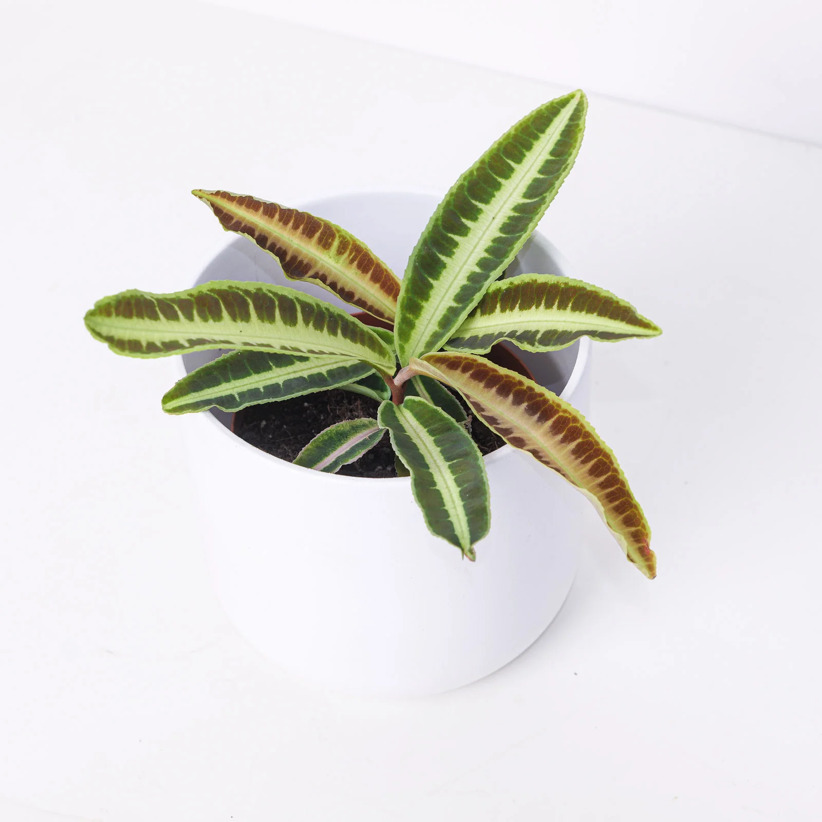 Houseplant Sale & Offers