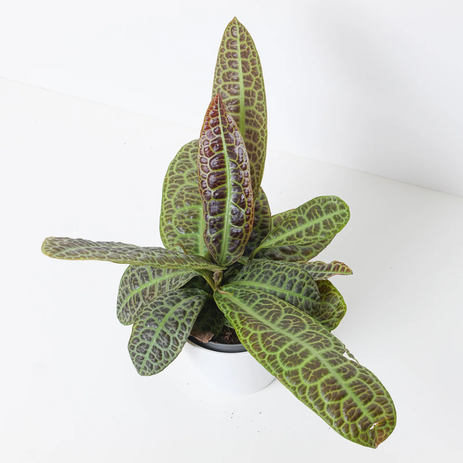 Labisia 'turtleback'