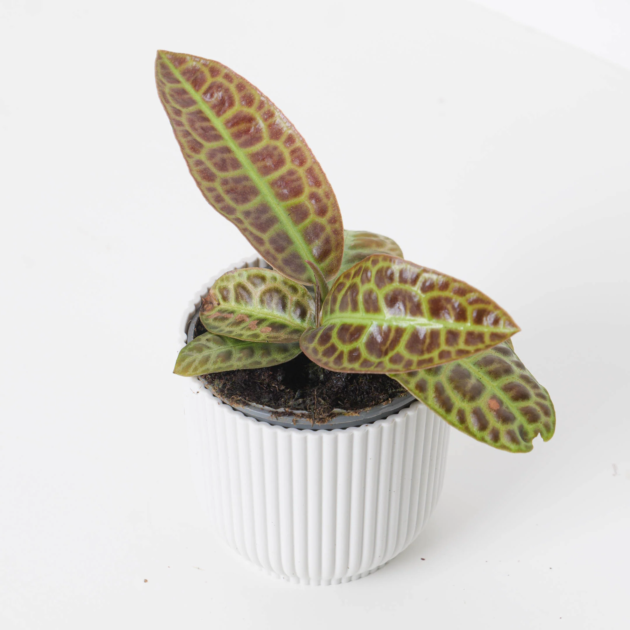 Labisia 'turtleback' - Image 2