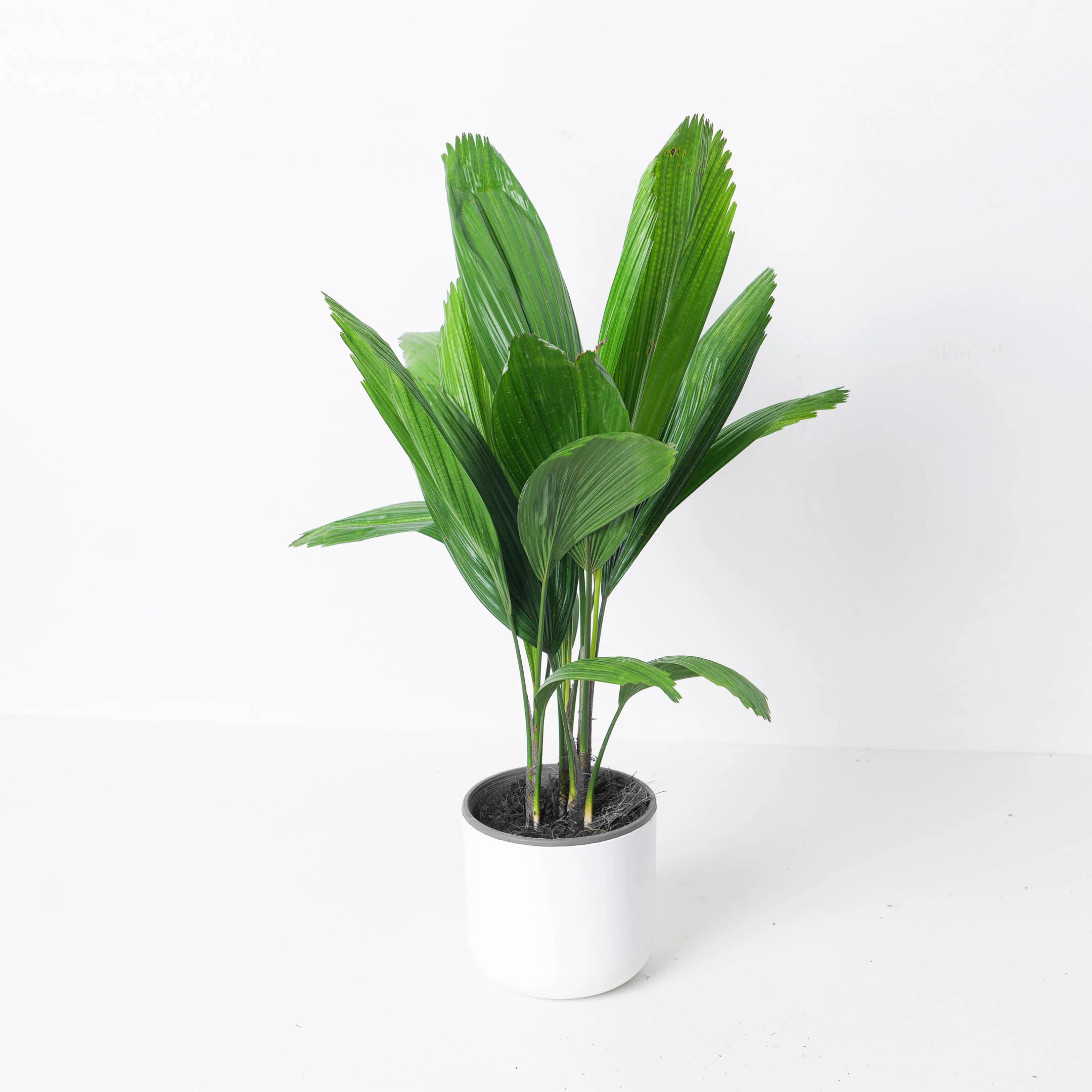 Licuala grandis | Ruffled Fan Palm