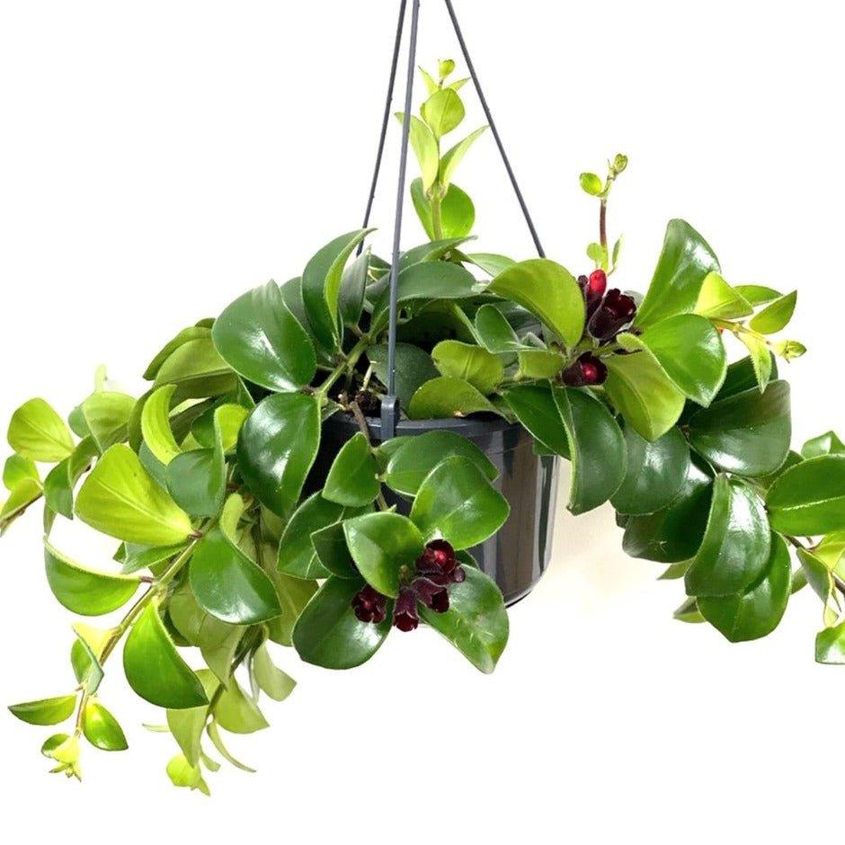 Aeschynanthus Radicans Mona Lisa | Lipstick Plant