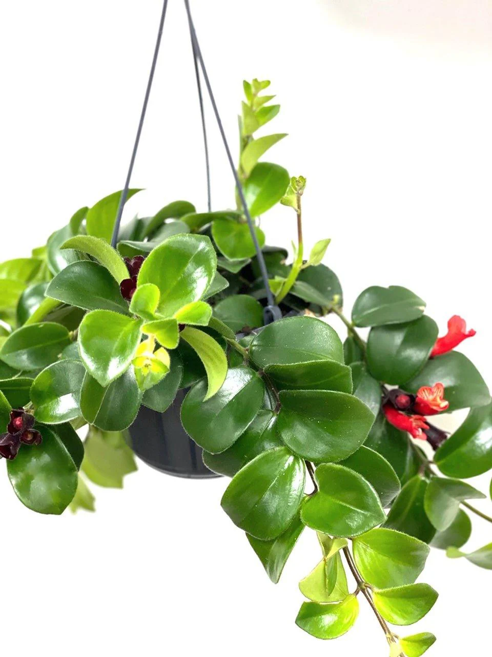 Aeschynanthus Radicans Mona Lisa | Lipstick Plant - Image 2