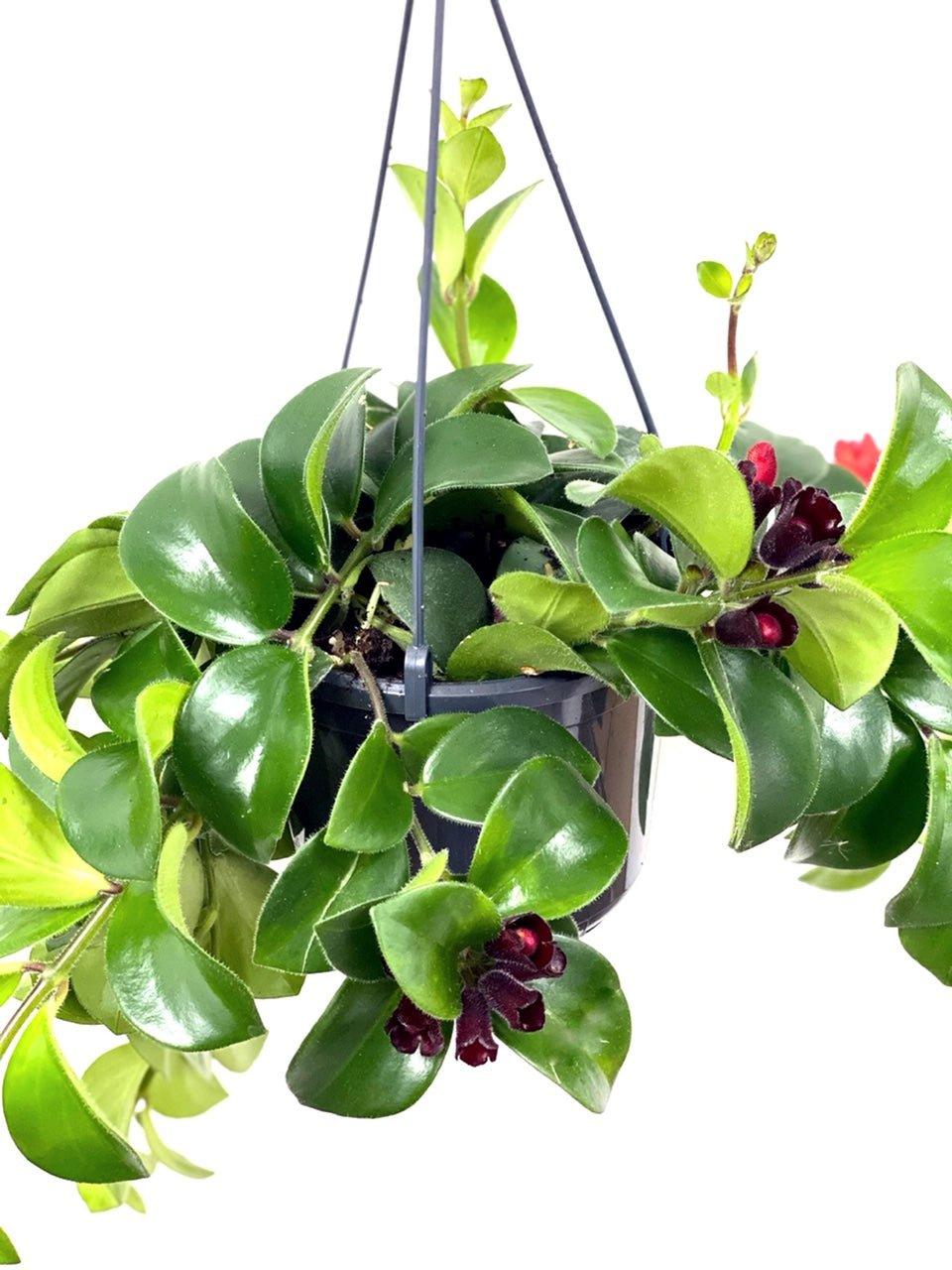 Aeschynanthus Radicans Mona Lisa | Lipstick Plant - Image 3