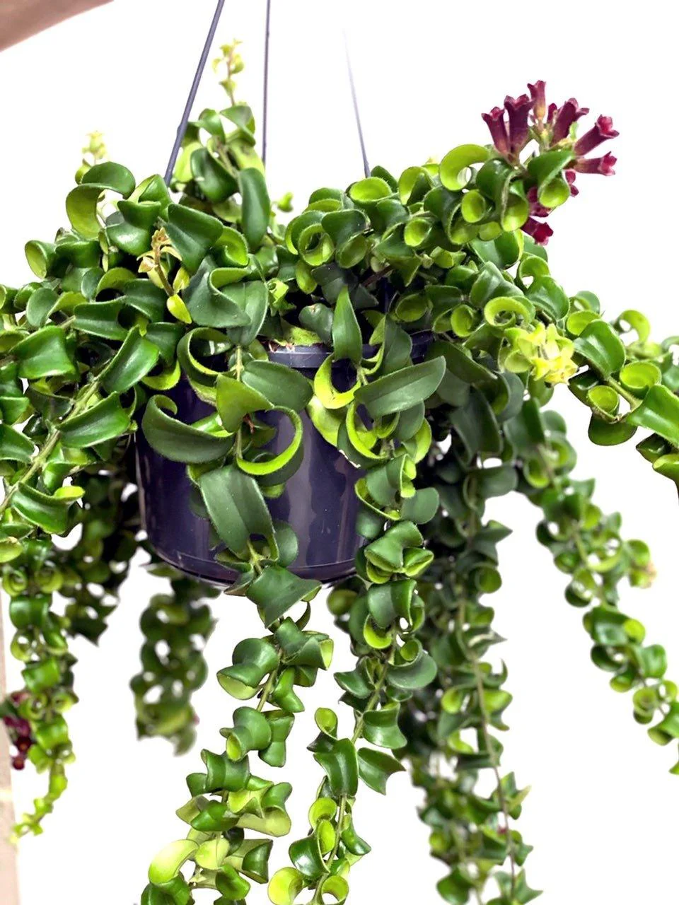 Aeschynanthus Radicans Rasta | Lipstick Plant - Image 3