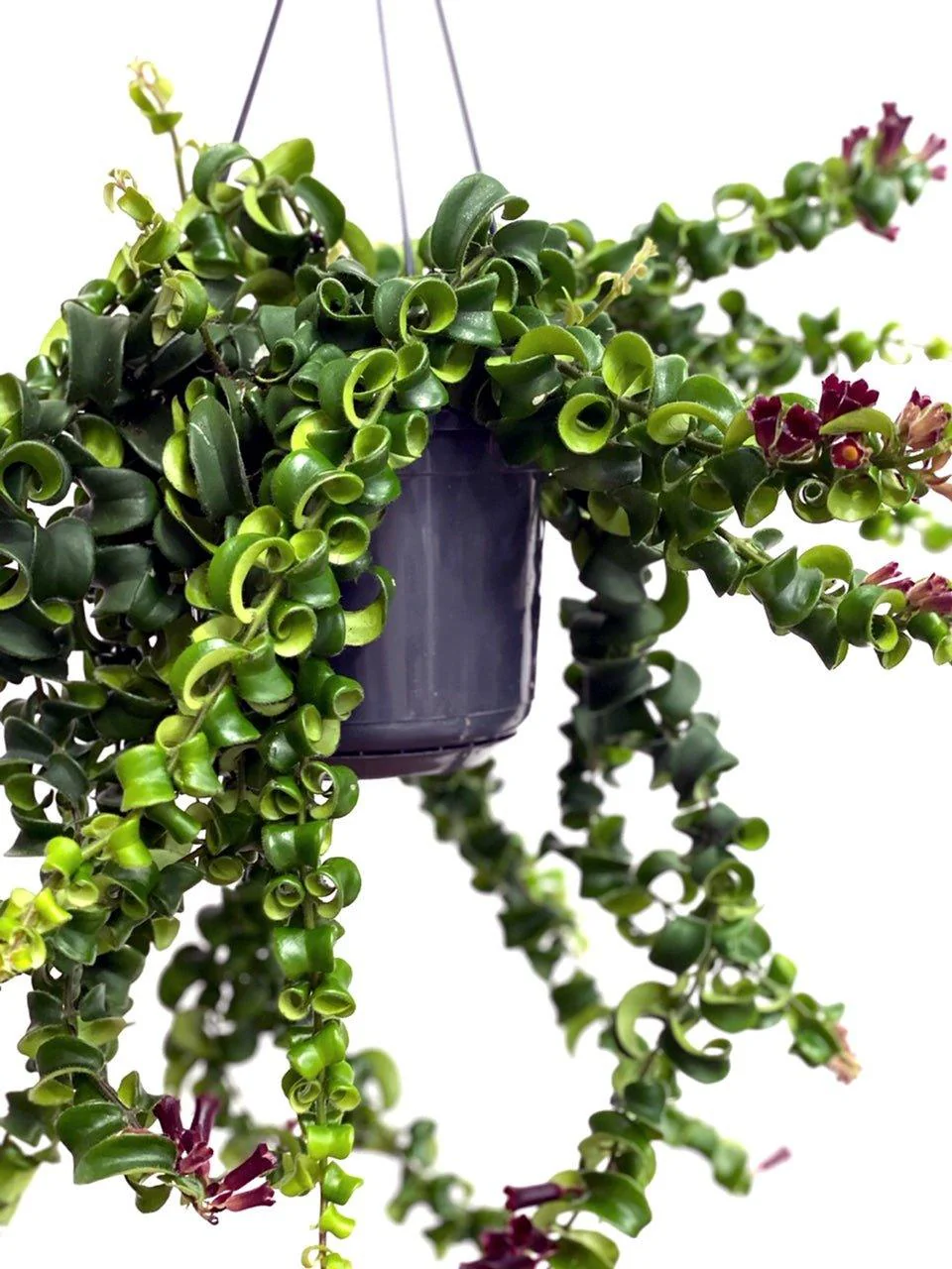 Aeschynanthus Radicans Rasta | Lipstick Plant - Image 4