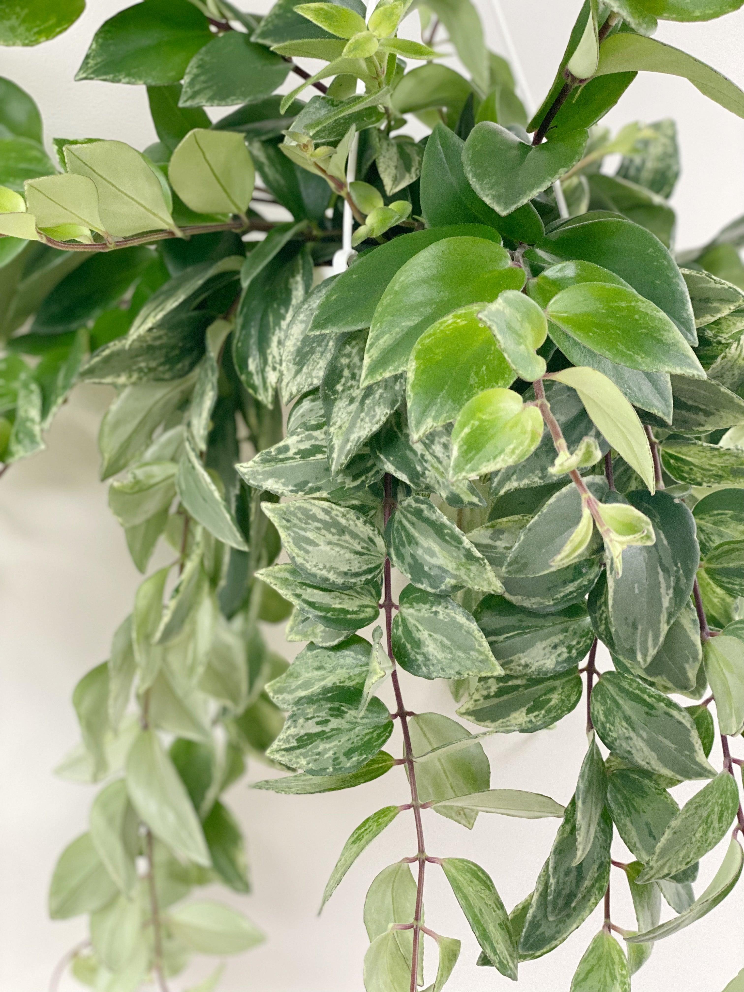 Lipstick Plant | Aeschynanthus Radicans Variegated | House Plant - Image 2