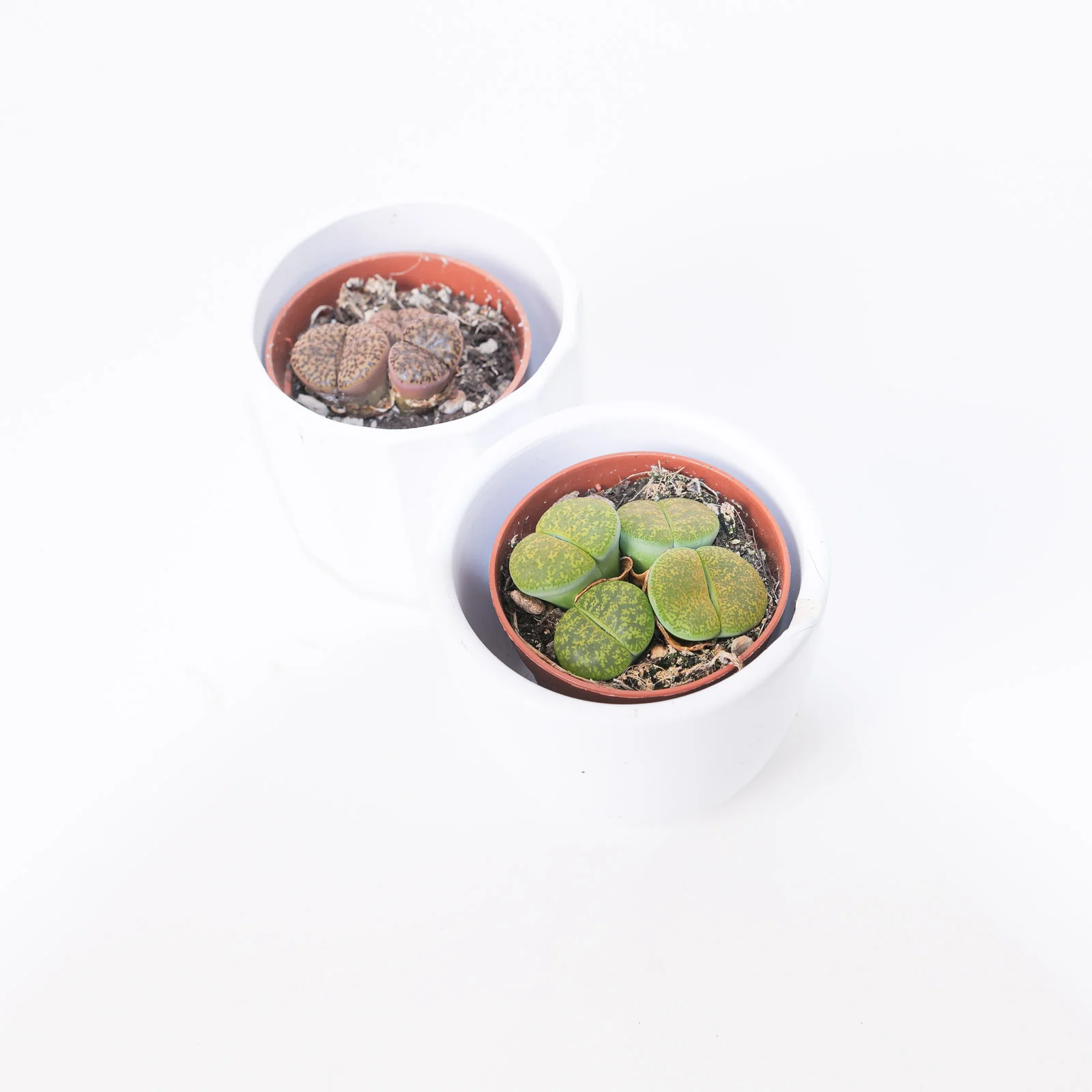 Lithops sp.