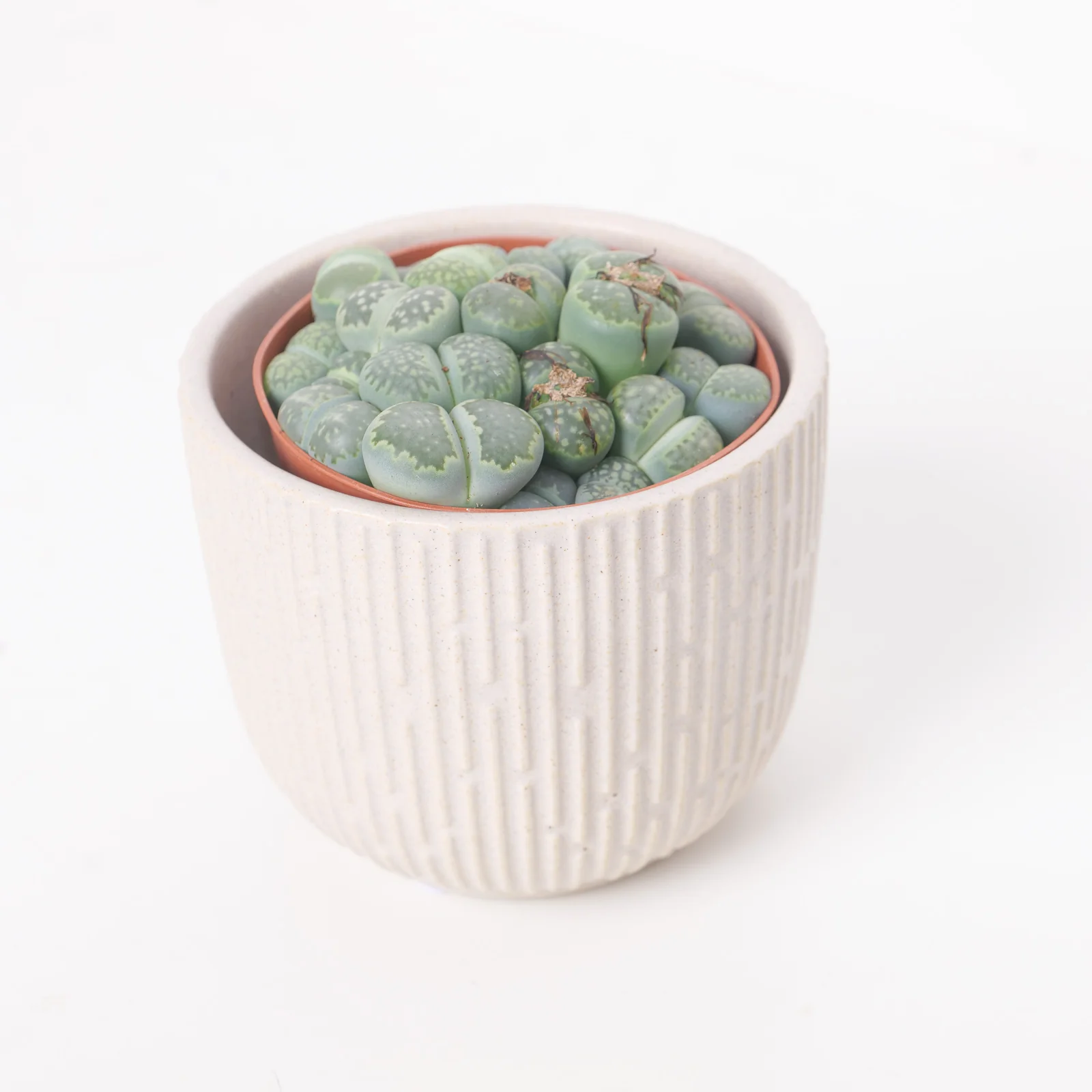 Lithops sp. - Image 2