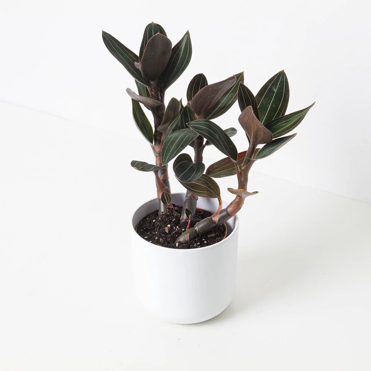 Ludisia discolor 'Dark Lightning'