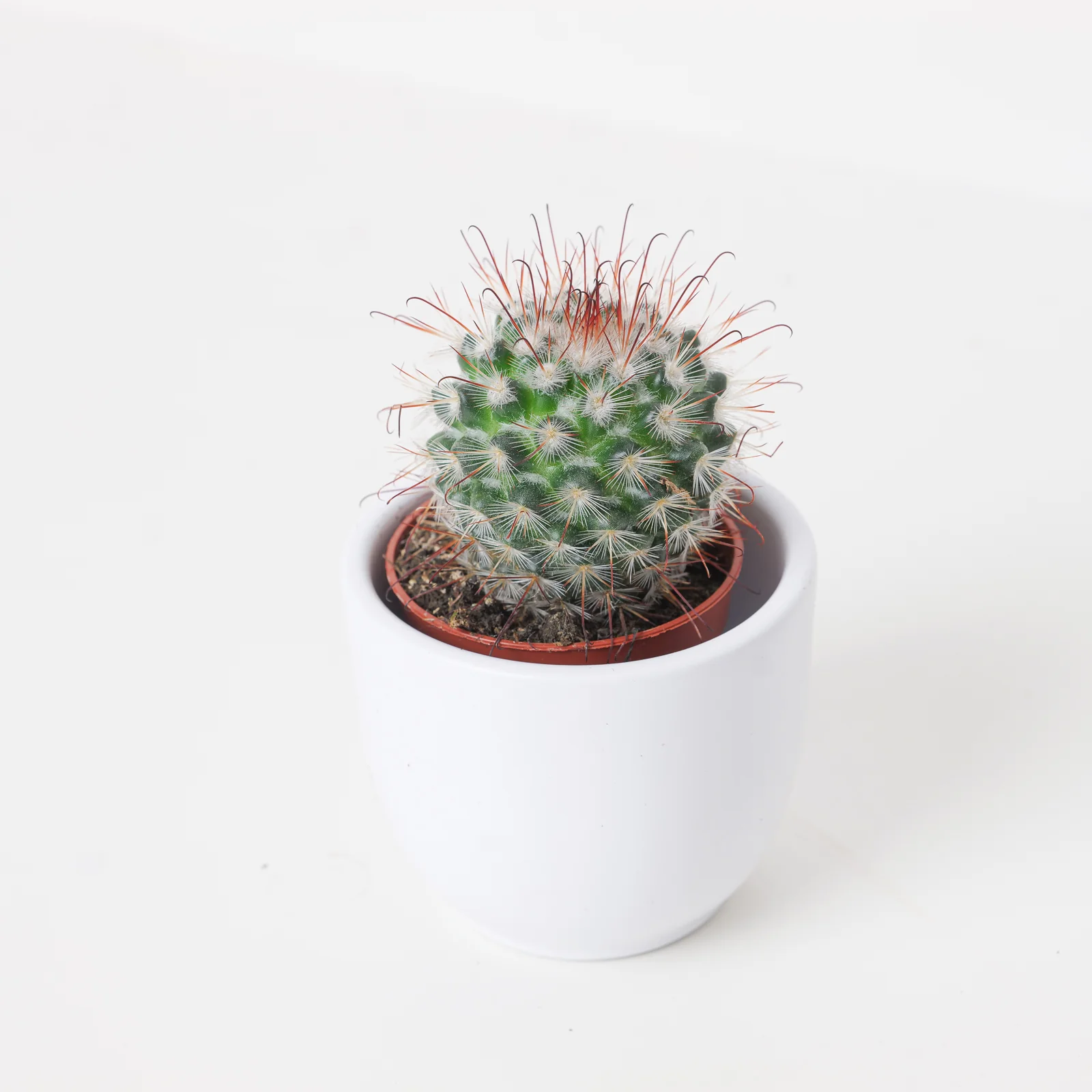 Mammillaria bombycina | Silken Pincushion Cactus