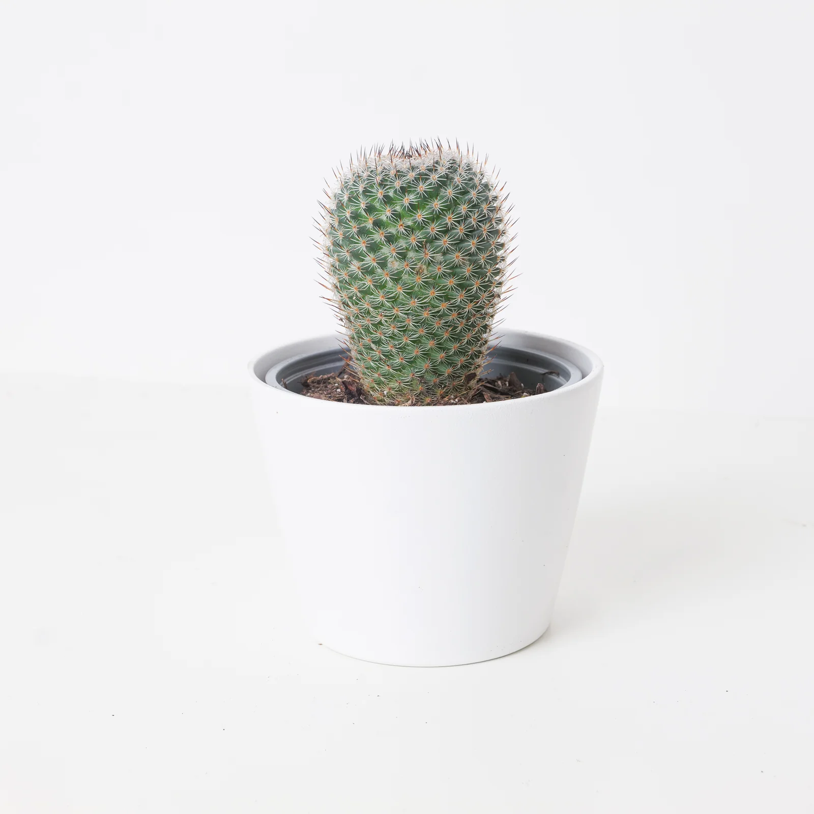 Mammillaria elegans |  Elegant Pincushion Cactus
