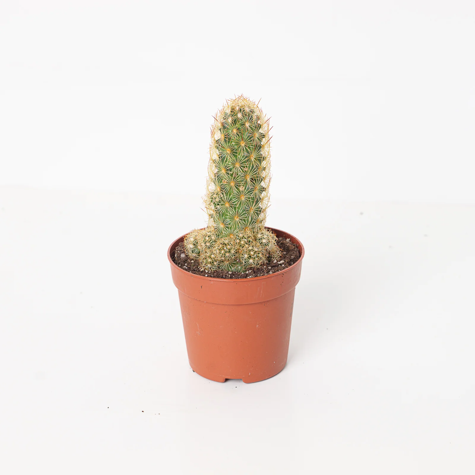 Mammillaria elongata | Gold Lace Cactus
