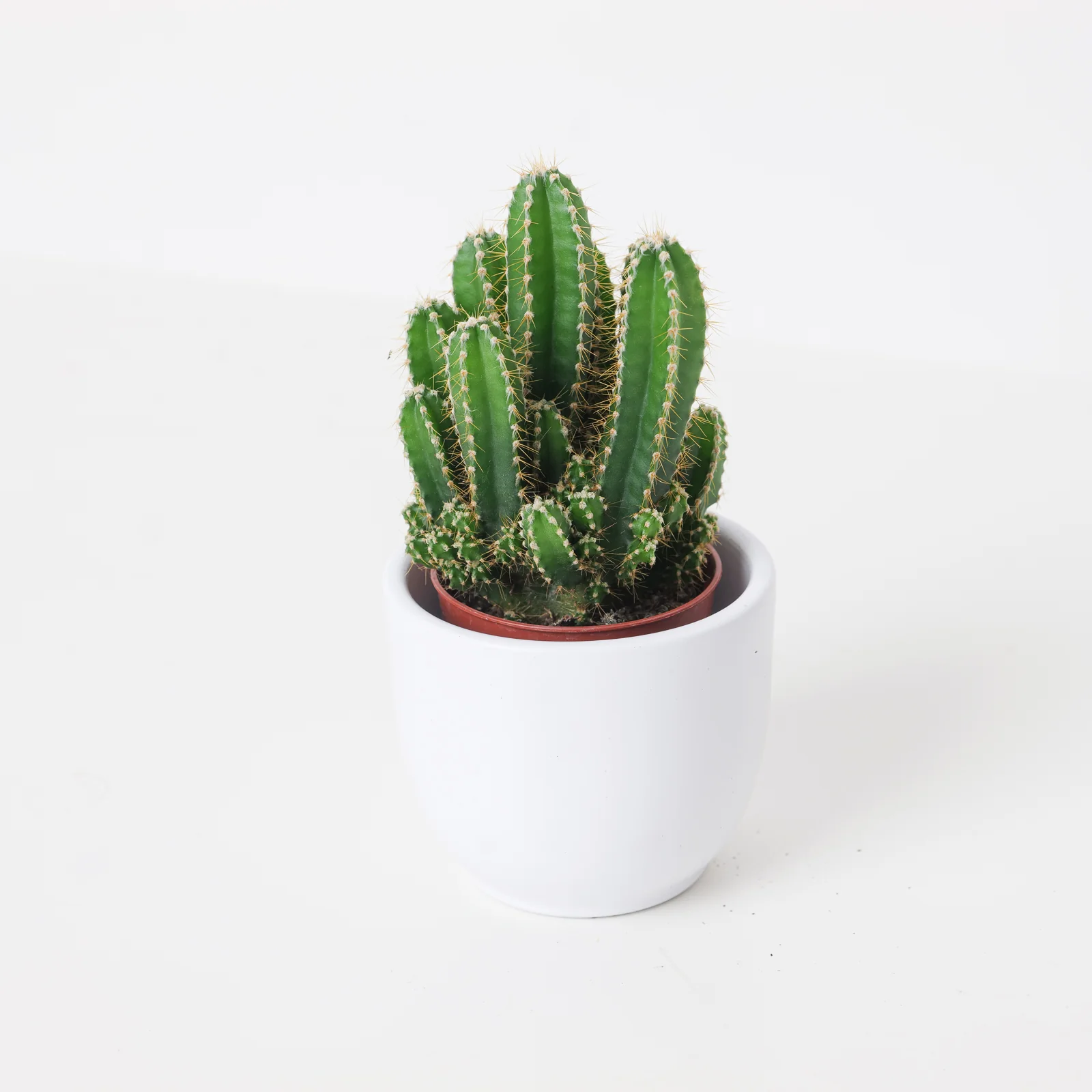 Acanthocereus tetragonus cv. Fairytale Castle | Fairy Castle Cactus
