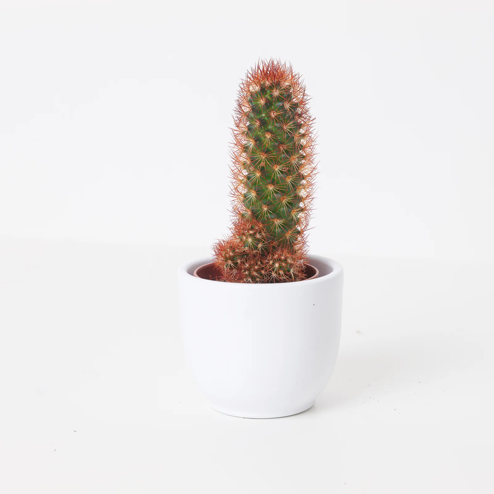 Mammillaria elongata 'Red Form' | Gold Lace Cactus