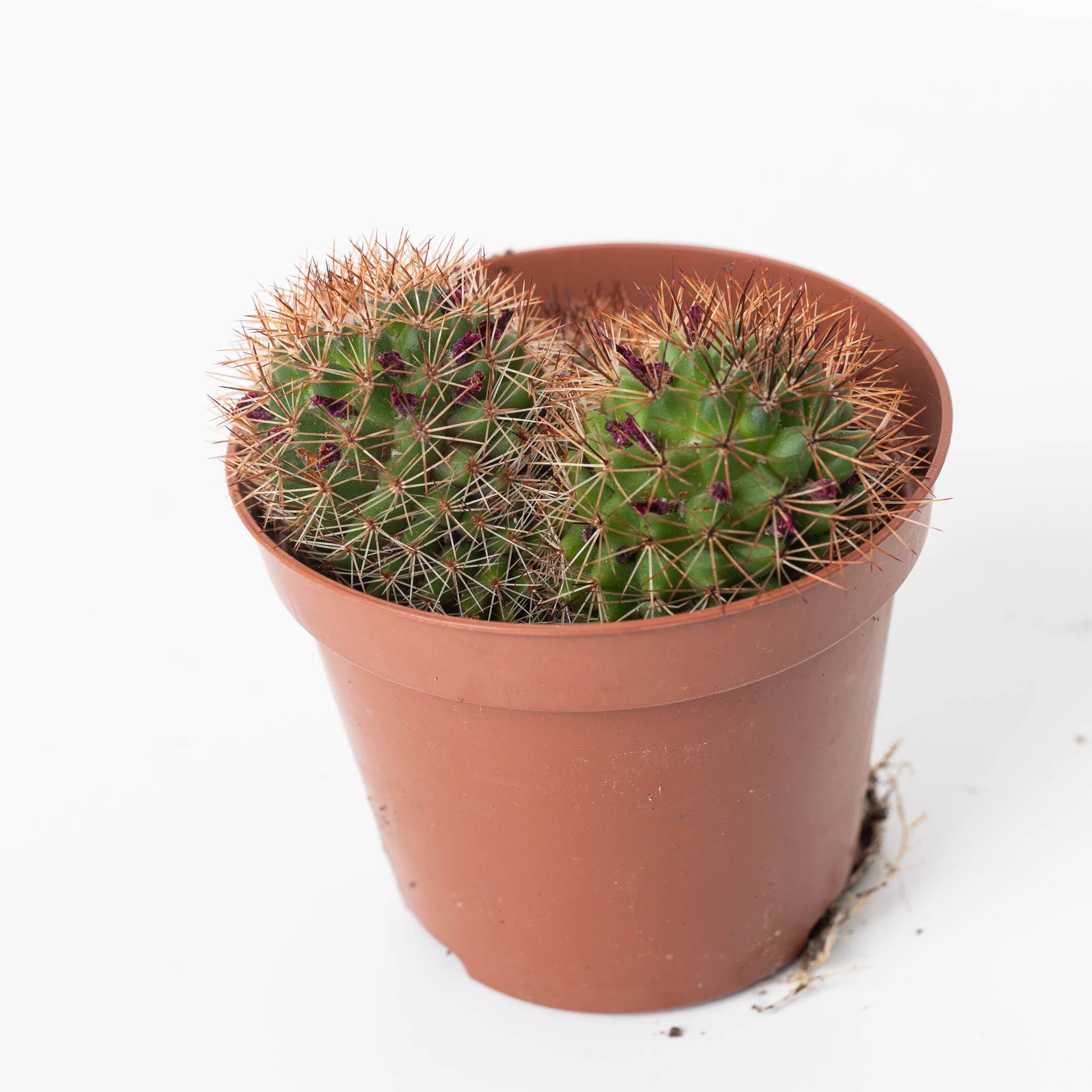 Mammillaria hybrid