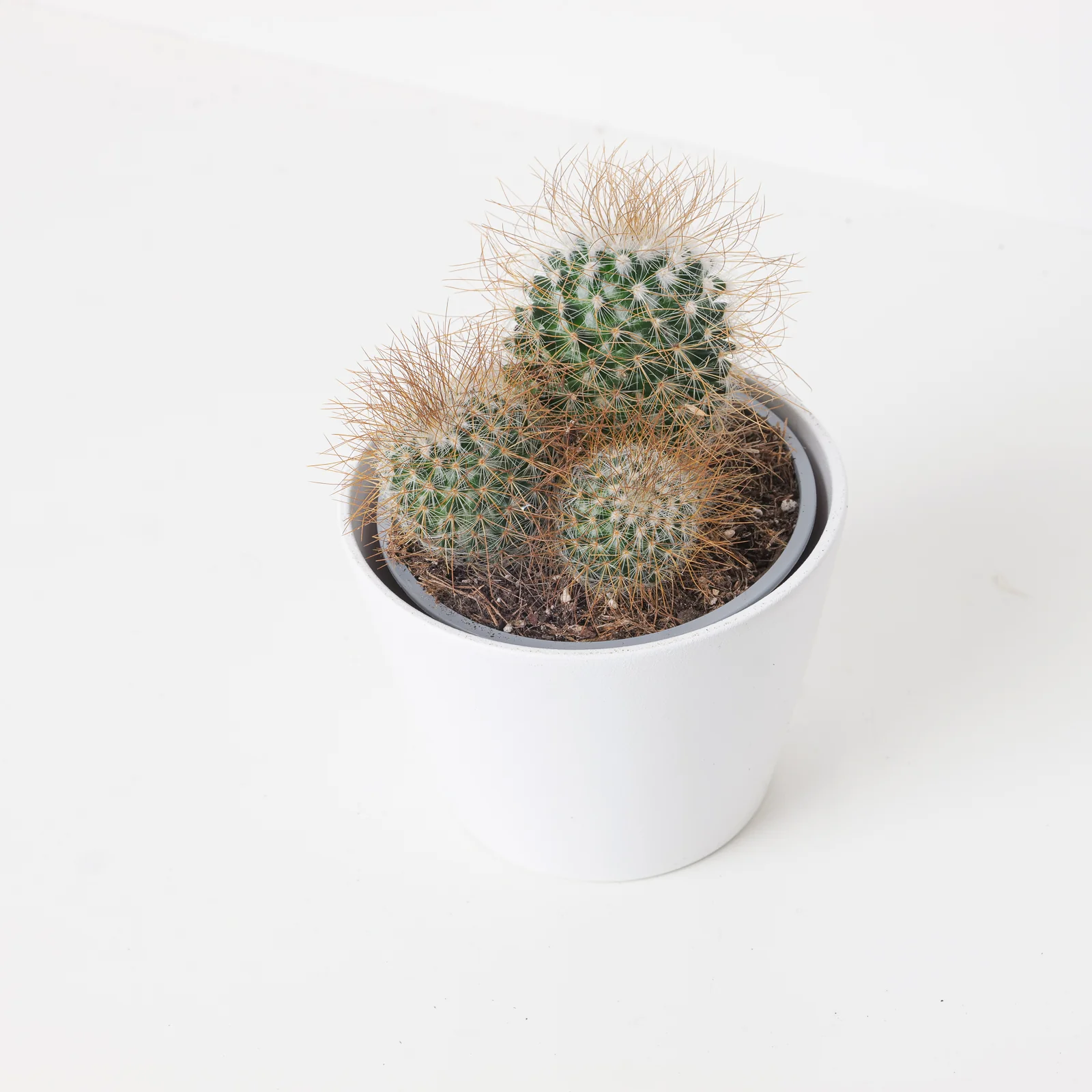 Mammillaria leptacantha