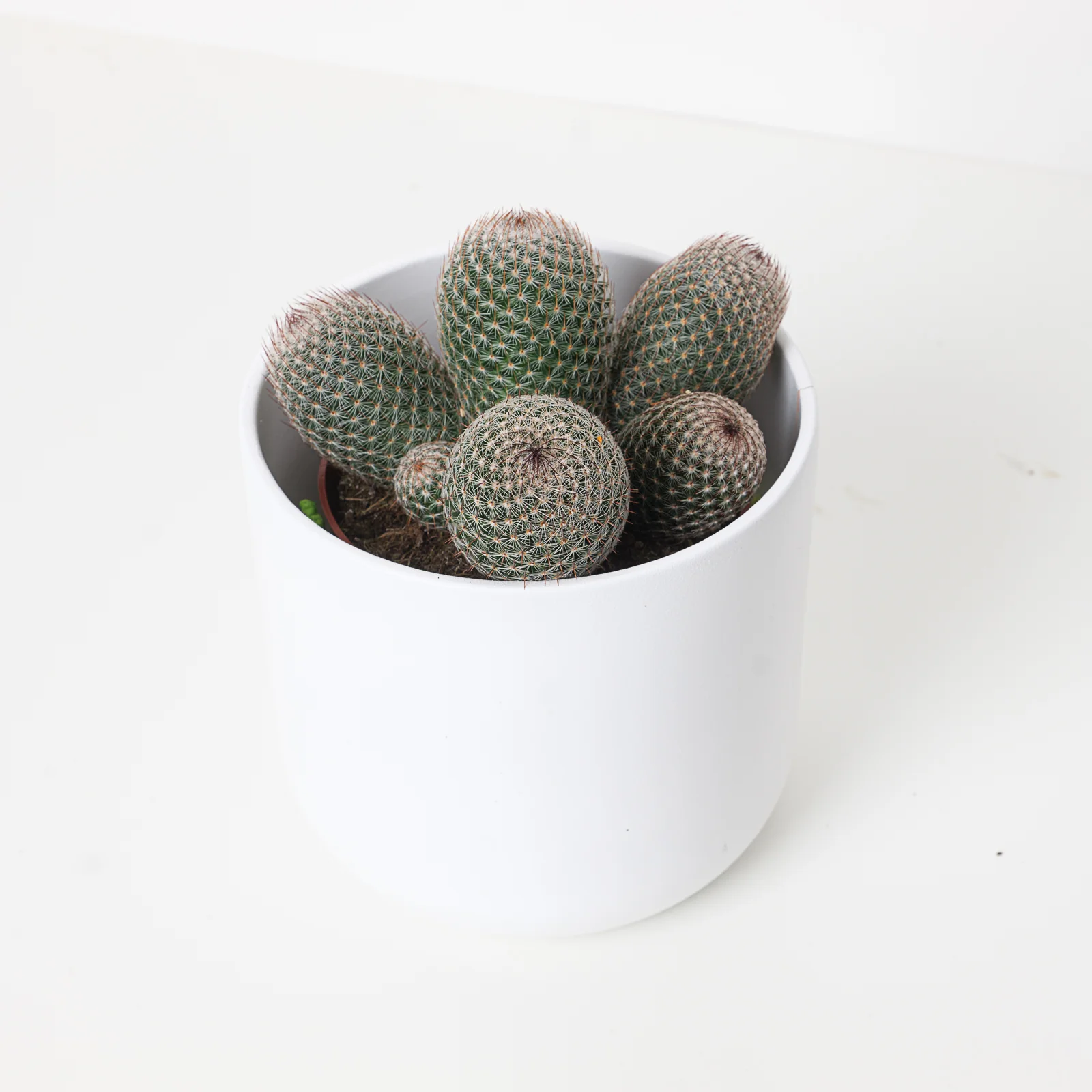 Mammillaria matudae