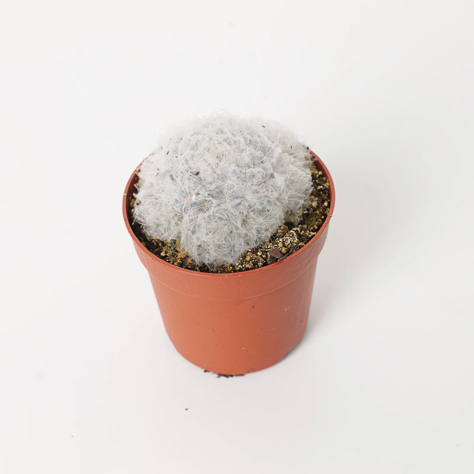 Mammillaria plumosa | Feather Cactus