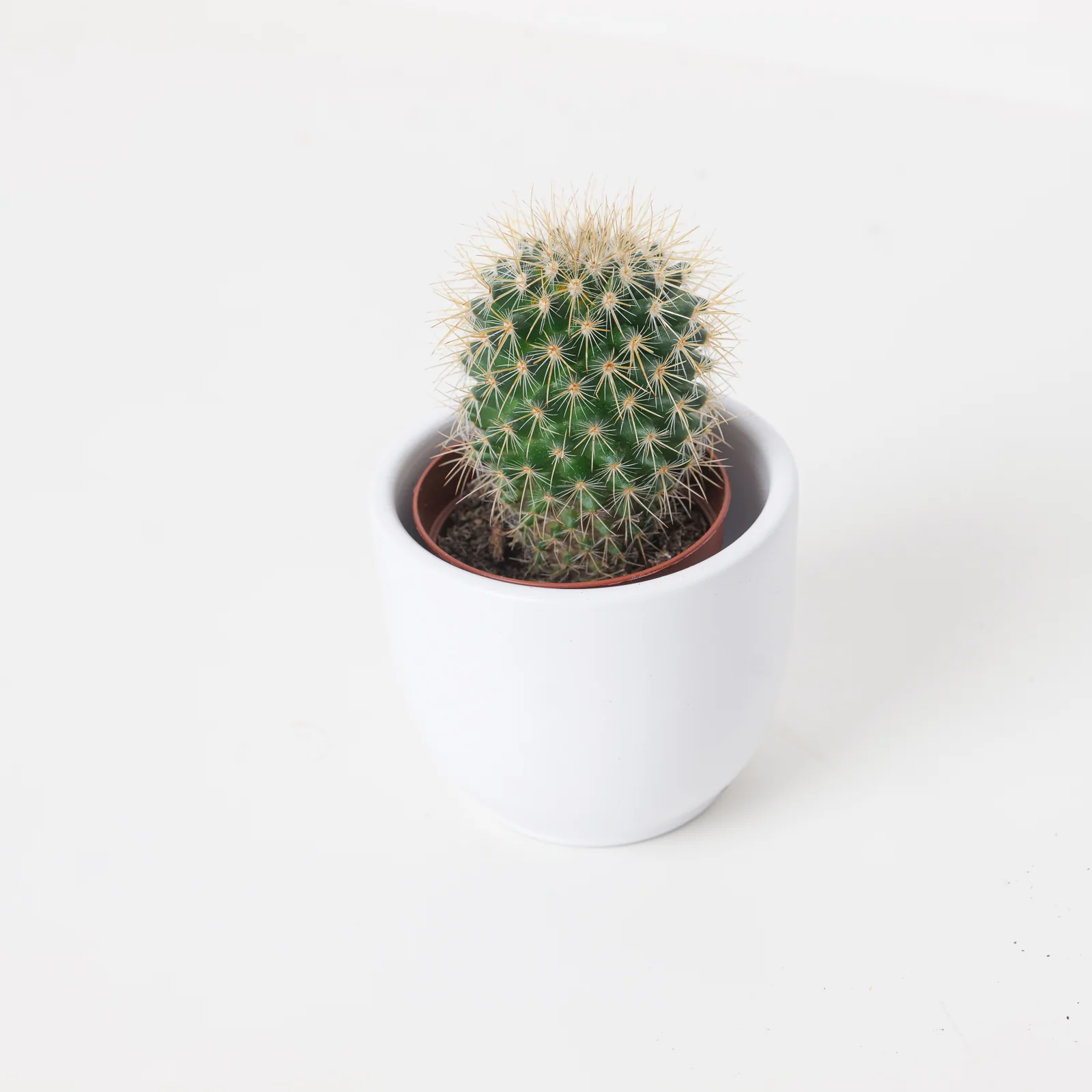 Mammillaria rhodoantha | Rainbow Pincushion Cactus