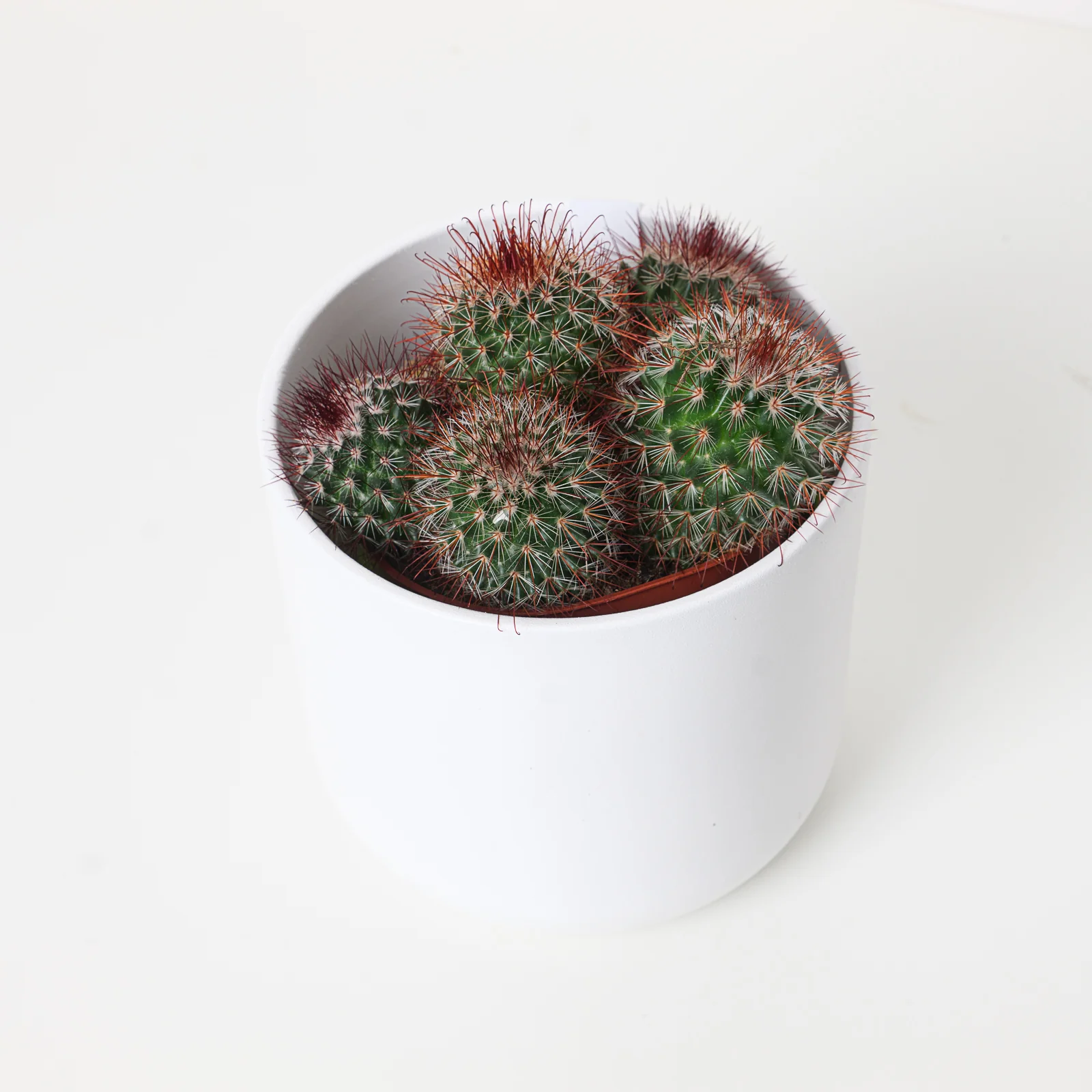 Mammillaria spinosissima