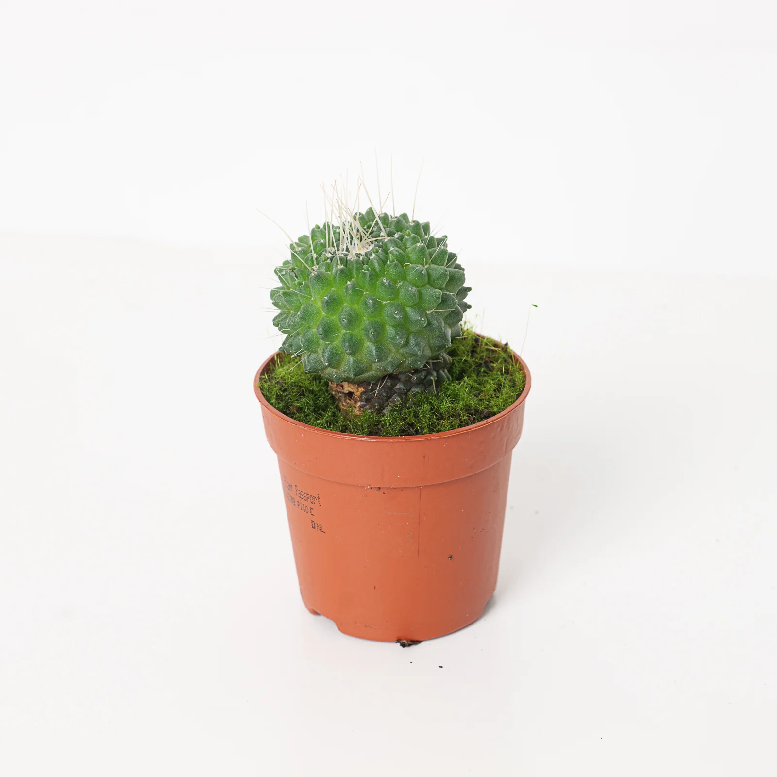 Mammillaria spinosissima 'Un Pico'