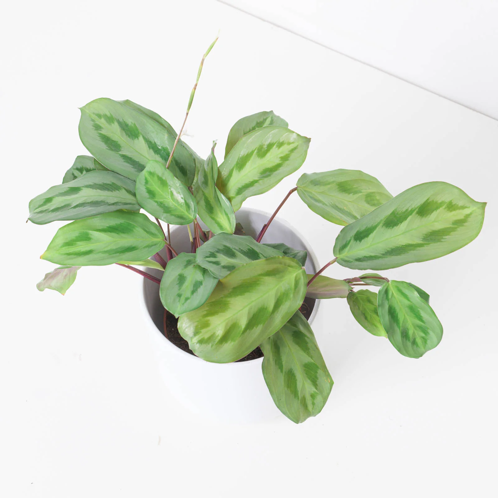 Maranta cristata 'Intense'