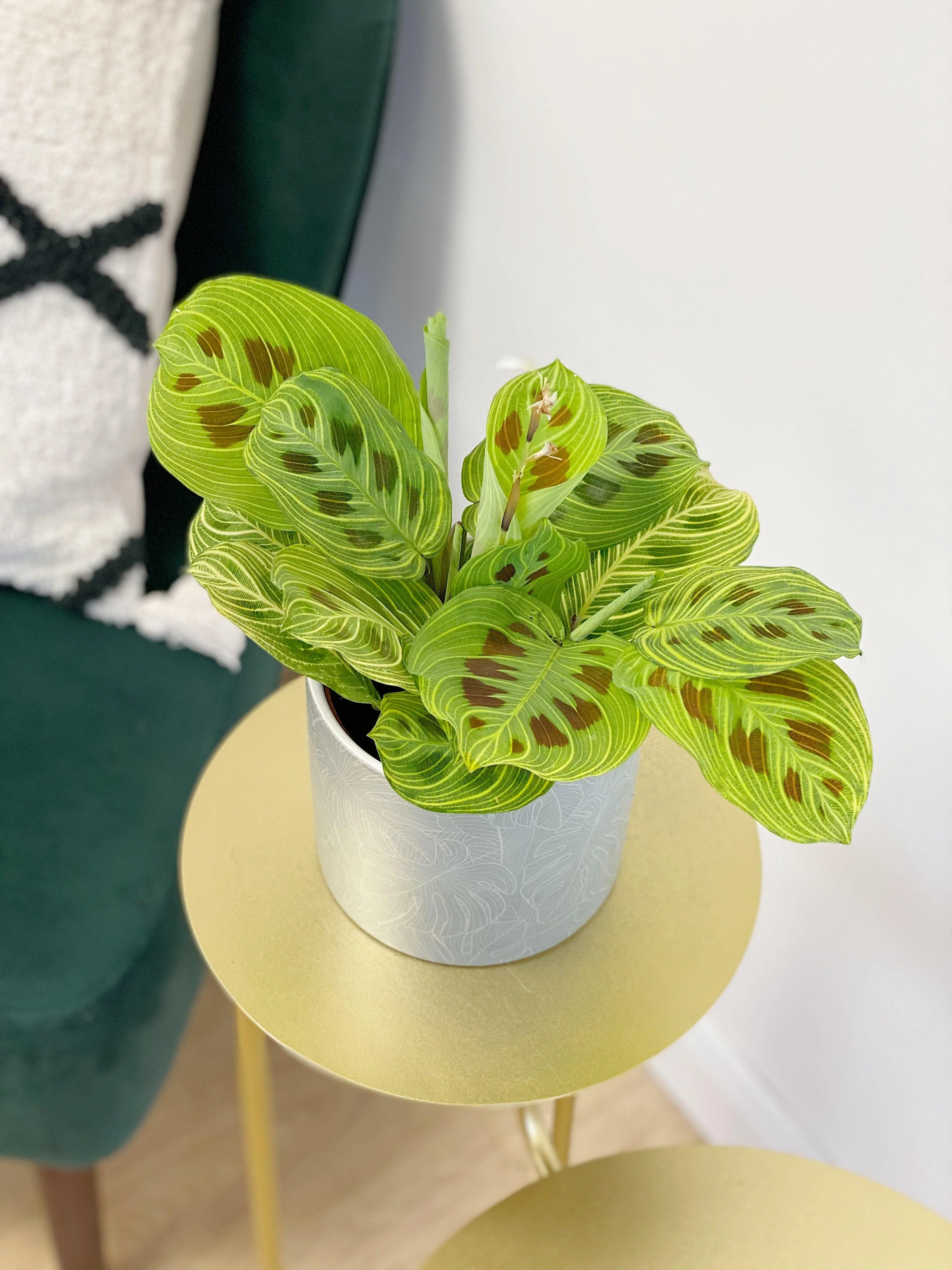 Maranta Fantasy | Prayer Plant