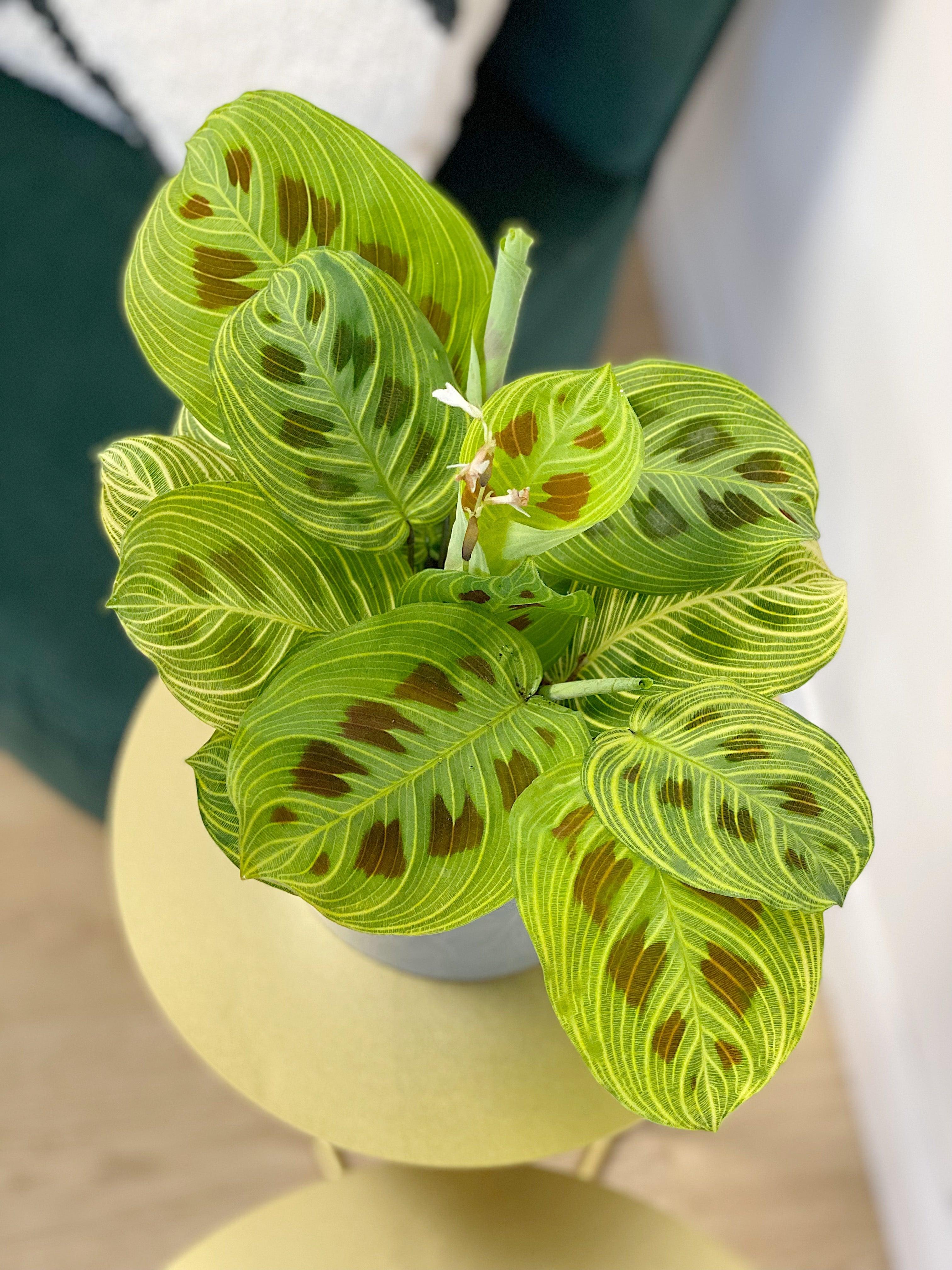 Maranta Fantasy | Prayer Plant - Image 2