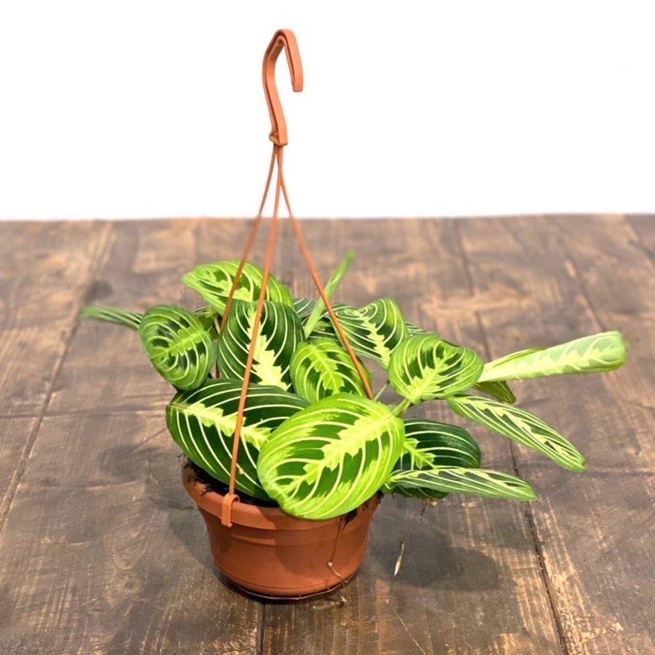 Maranta Lemon Lime | Prayer Plant - Image 3
