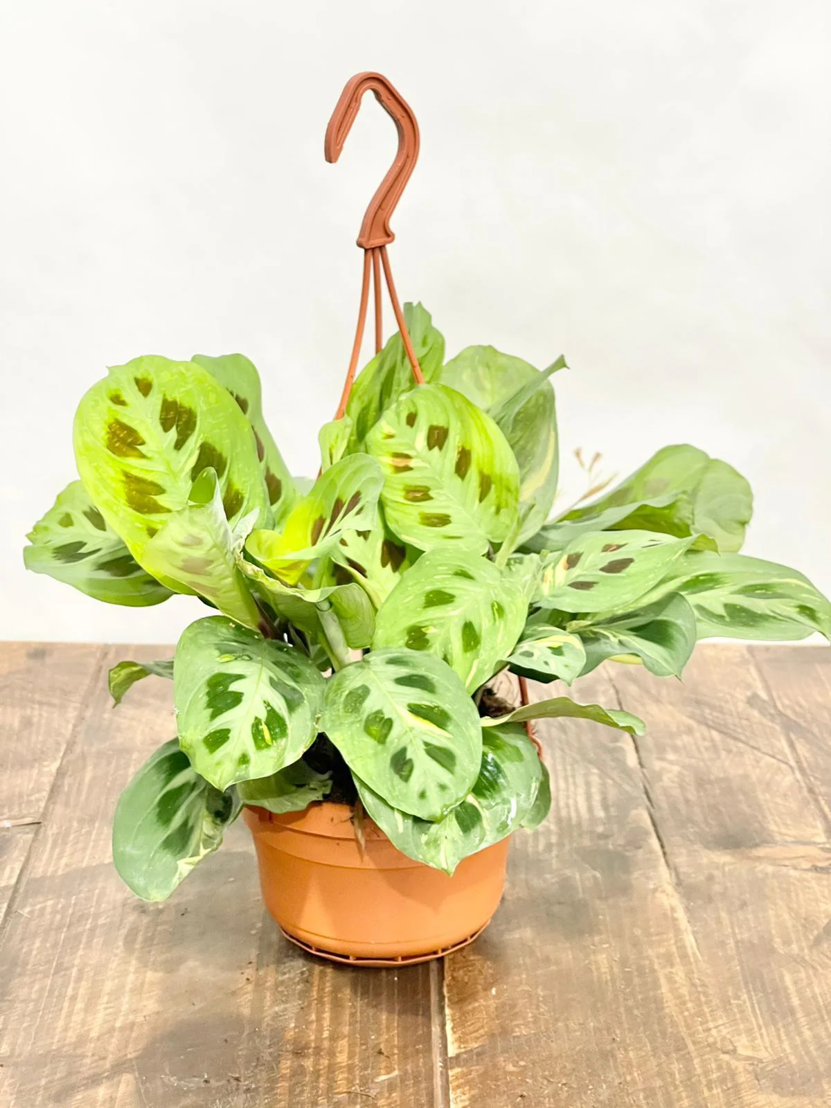 Maranta Leuconeura Kerchoveana Variegated - Image 2