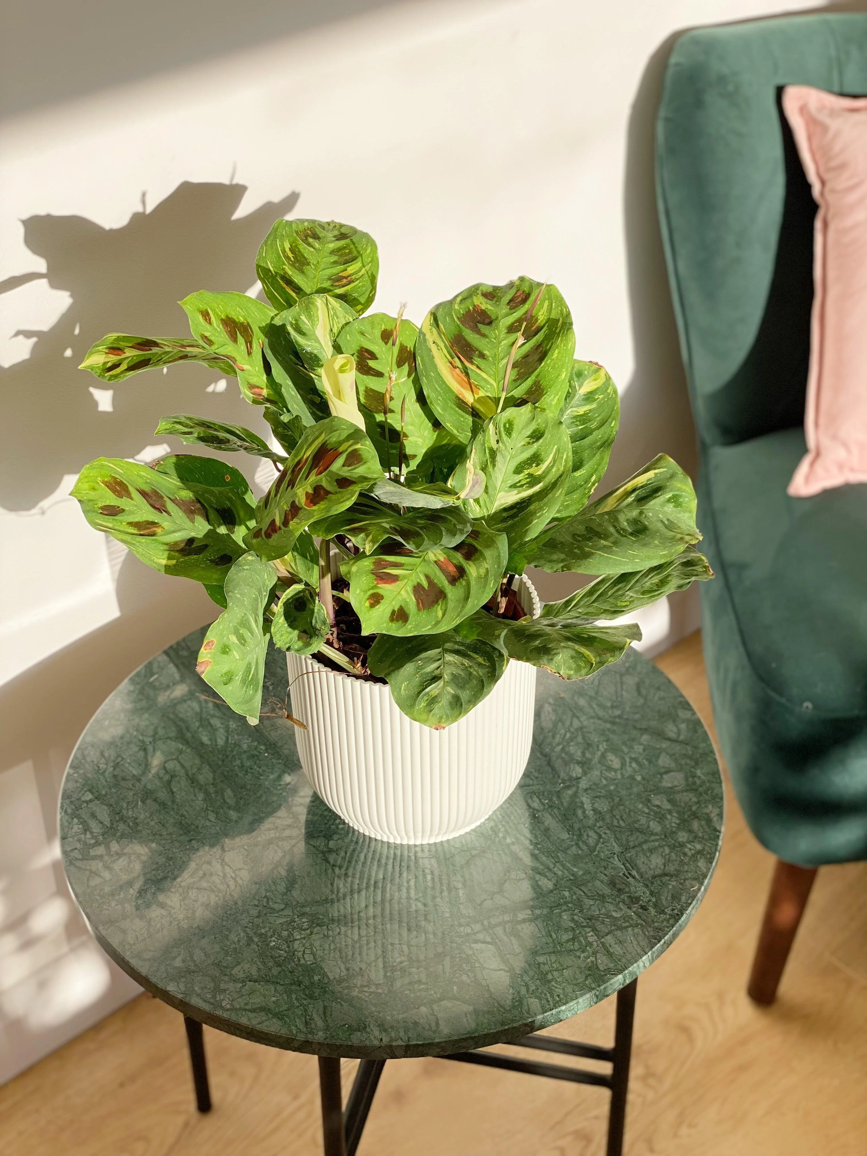 Maranta Leuconeura Kerchoveana Variegated - Image 3