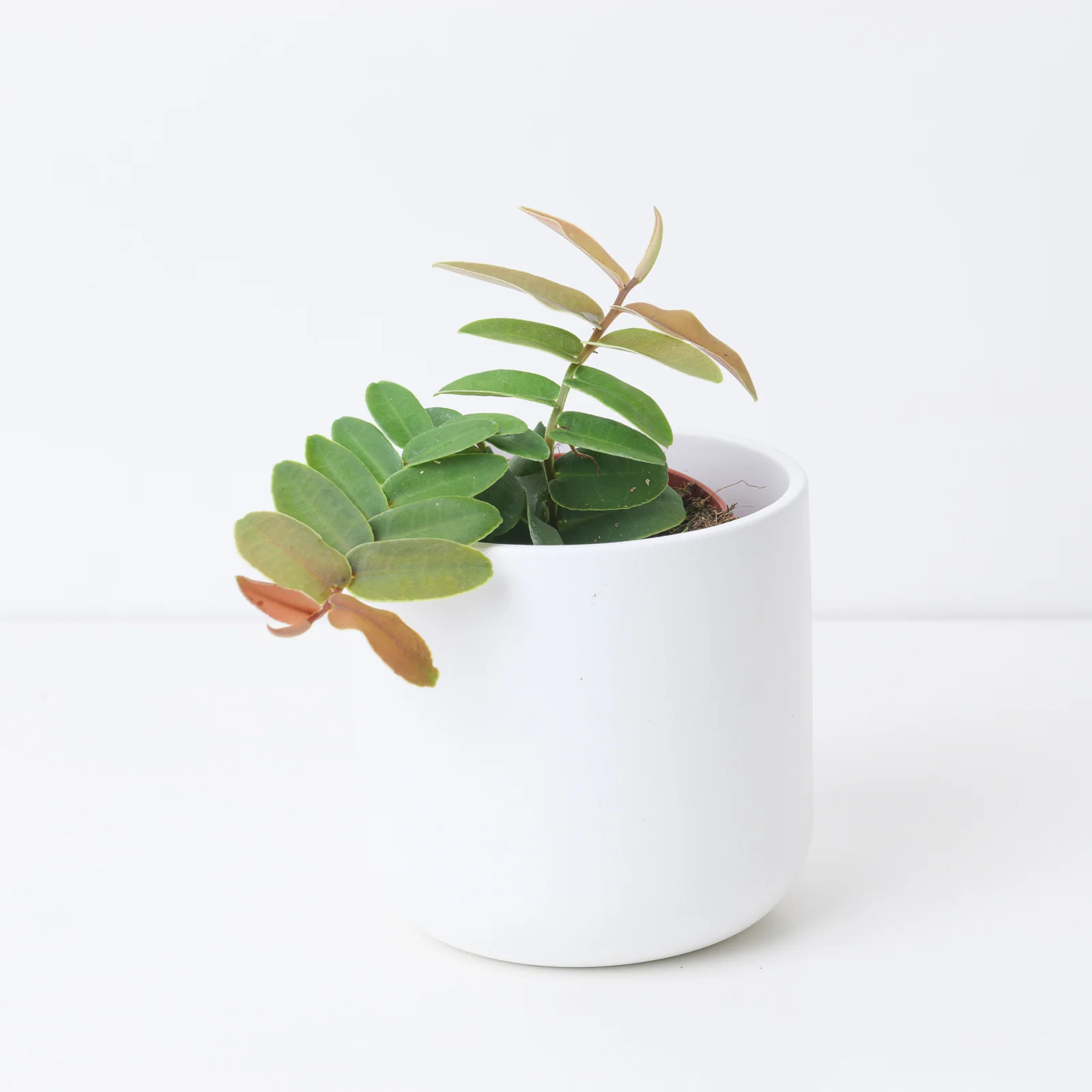 Marcgravia Sintensii - Image 3