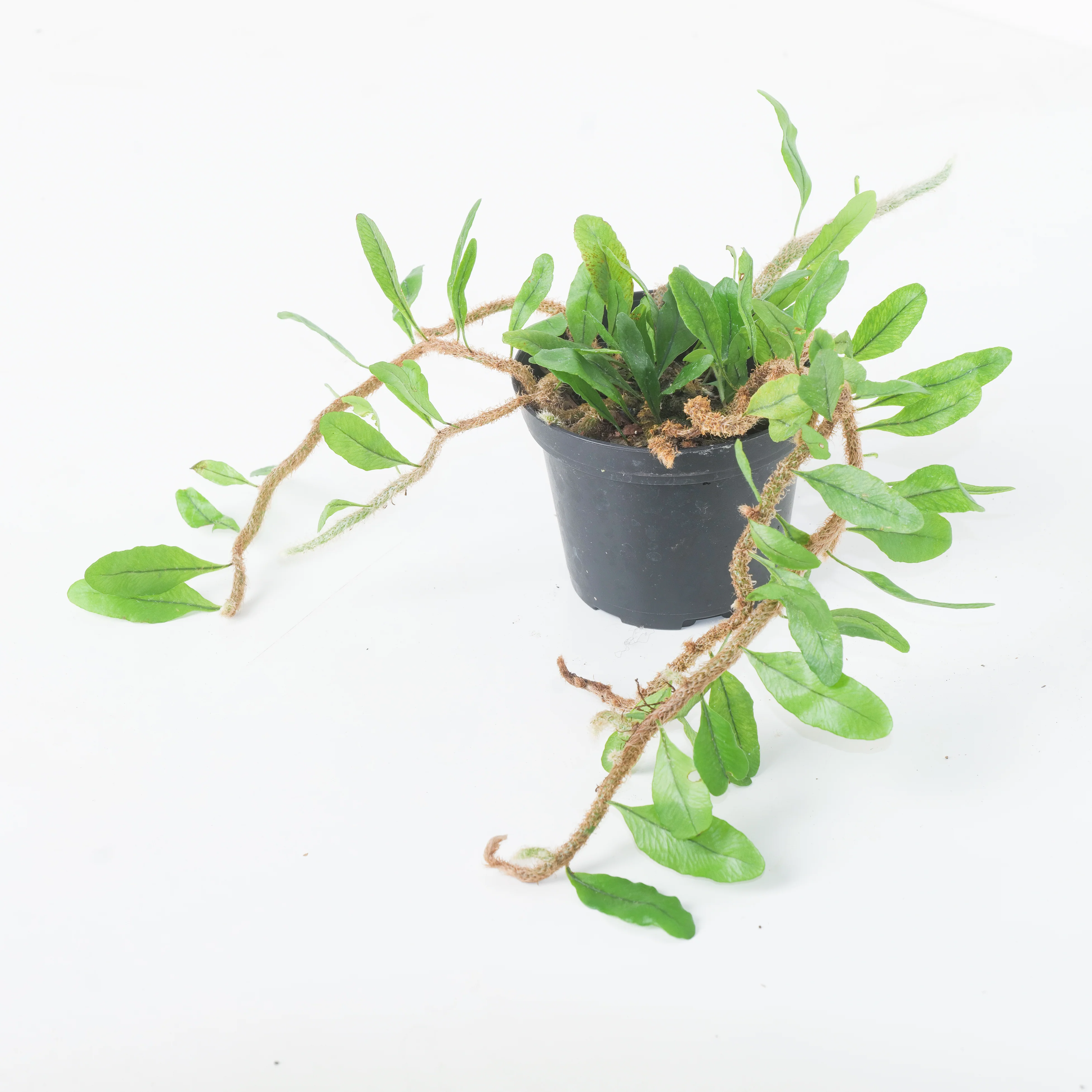 Microgramma vaccinifolia