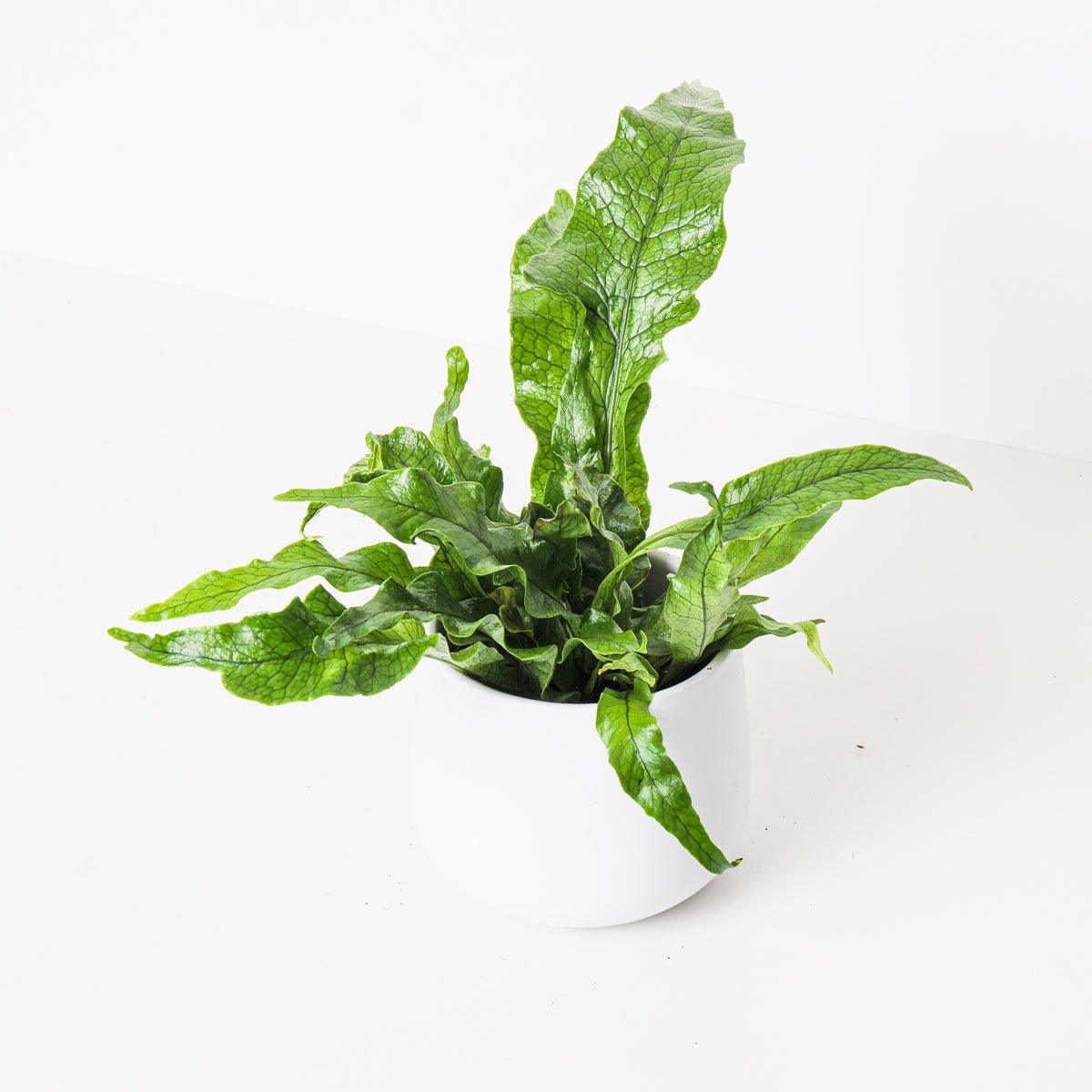 Microsorum Crocodyllus | Crocodile Fern - Image 4