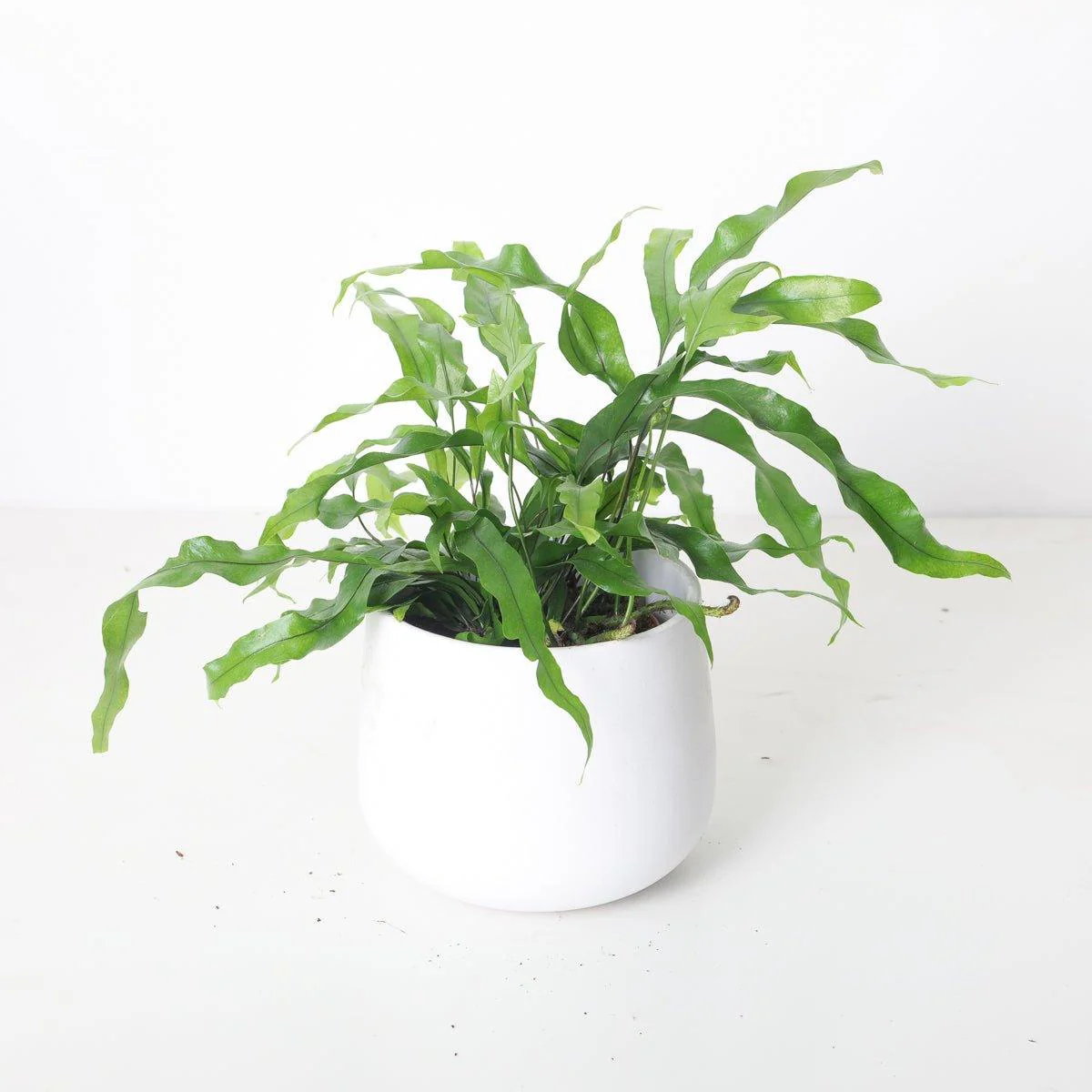 Microsorum diversifolium | Kangaroo Fern