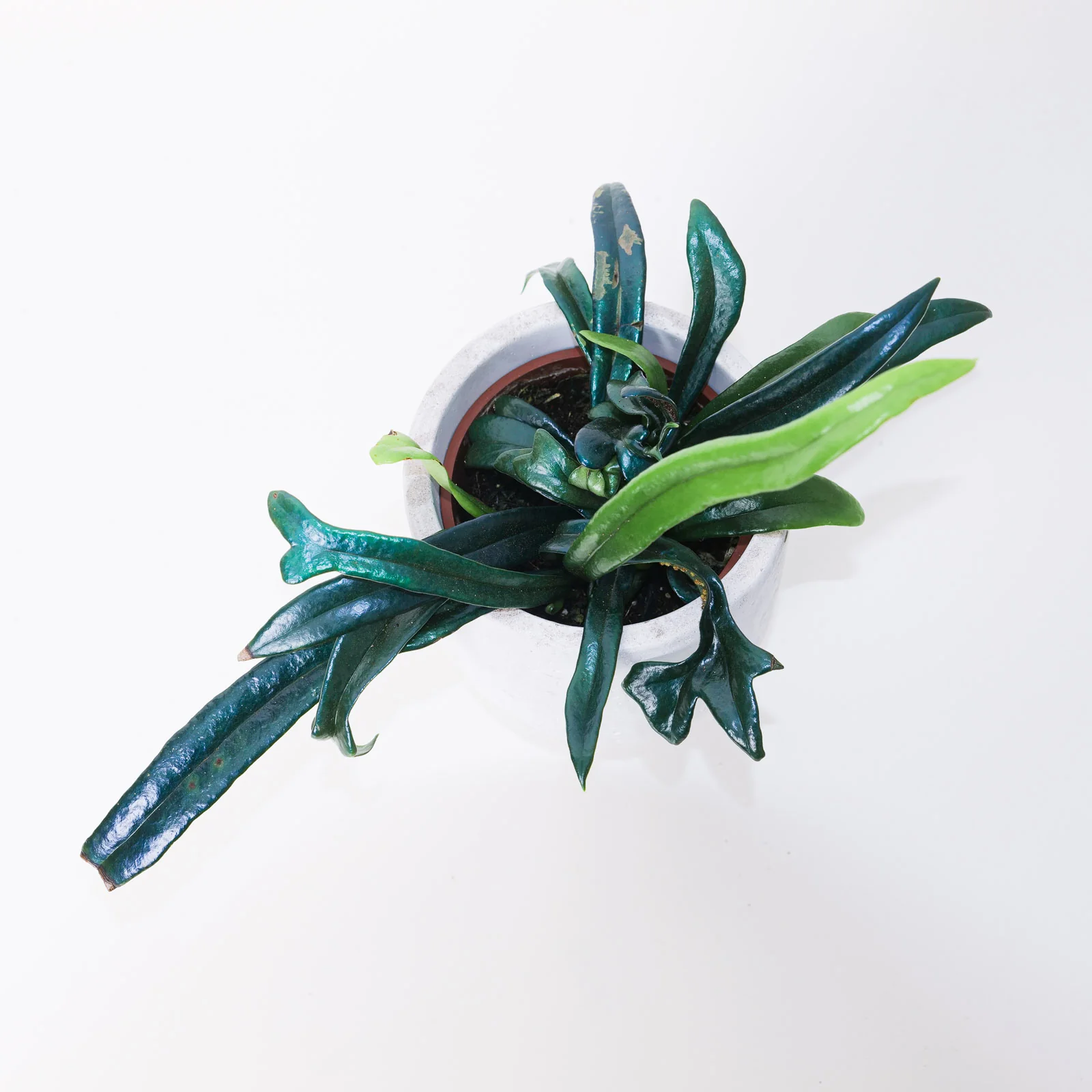 Microsorum thailandicum | Blue Oil Fern