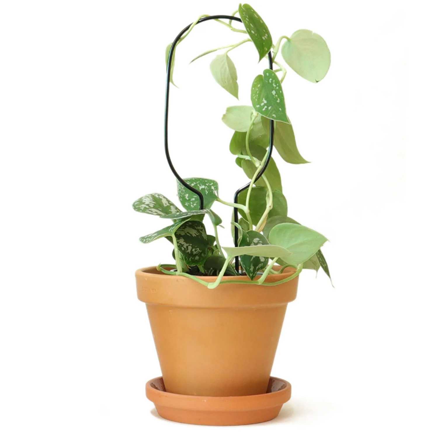 Mini Plant Stake - Hoop - Black - Image 3