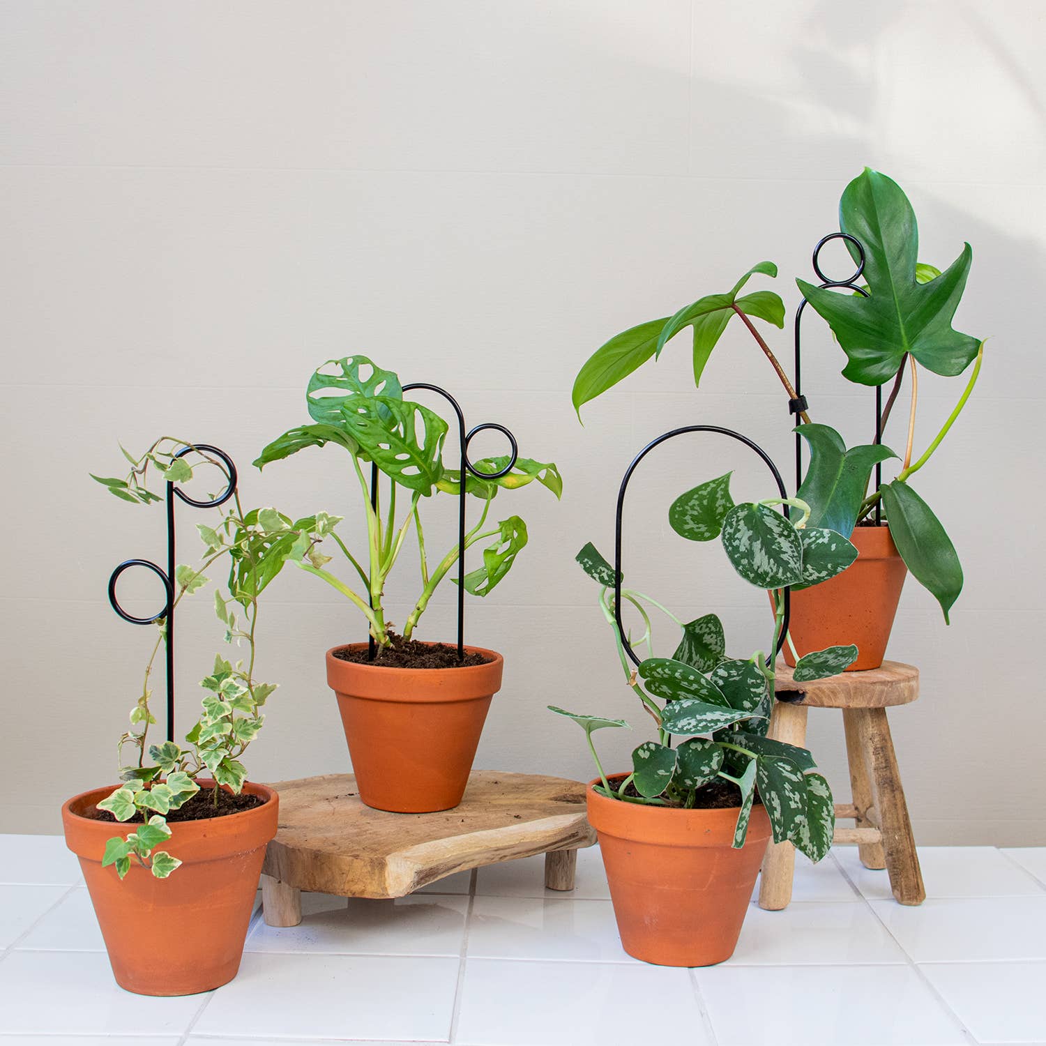 Mini Plant Stake - Hoop - Black - Image 5