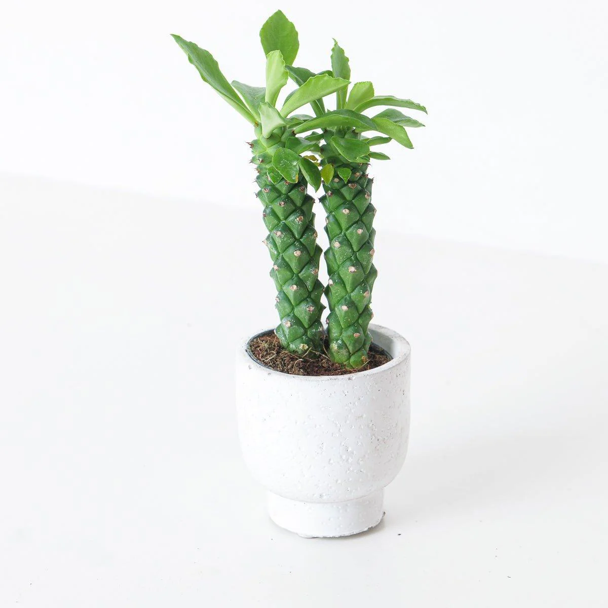Monadenium guentheri