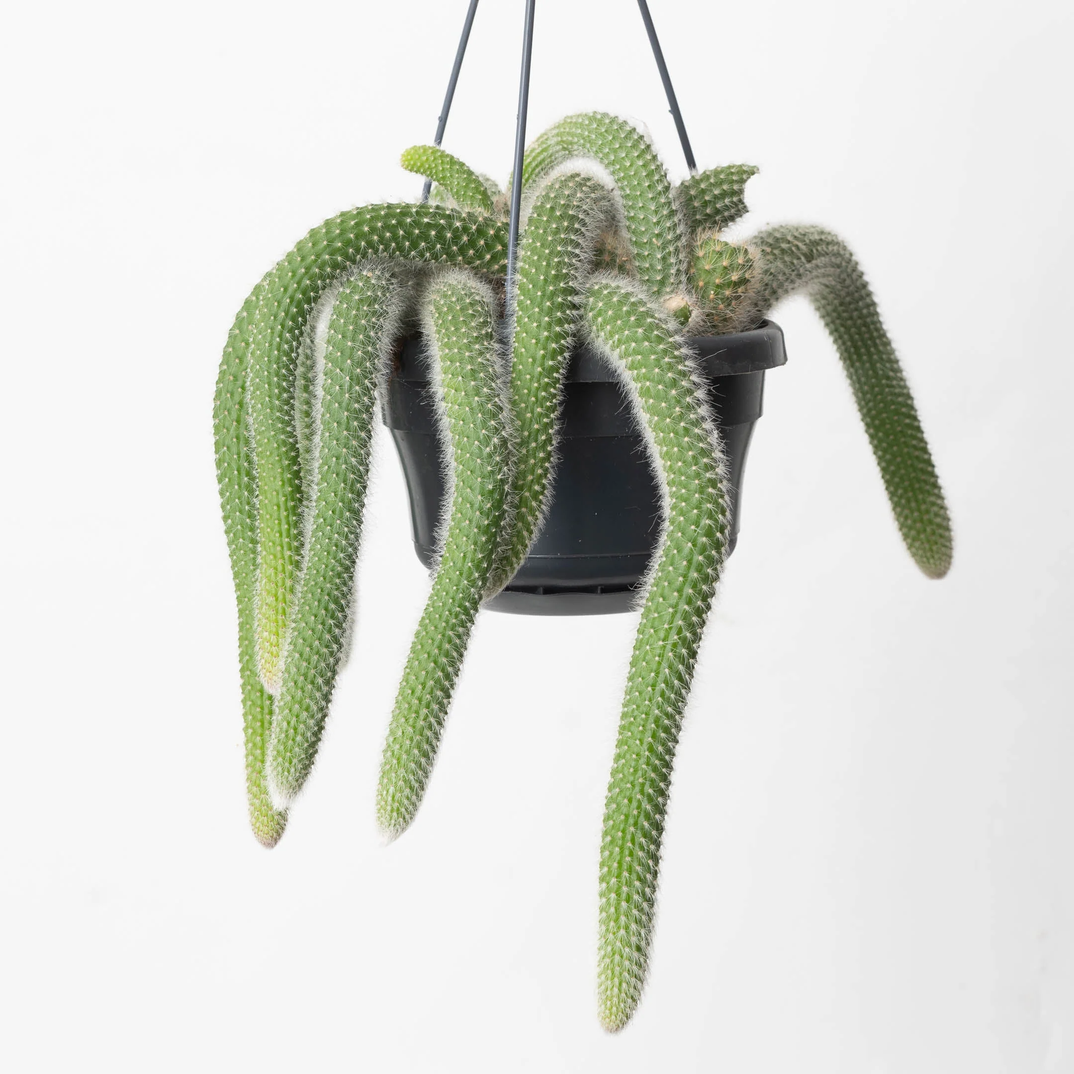 Monkey Tail Cactus | Cleistocactus colademononis