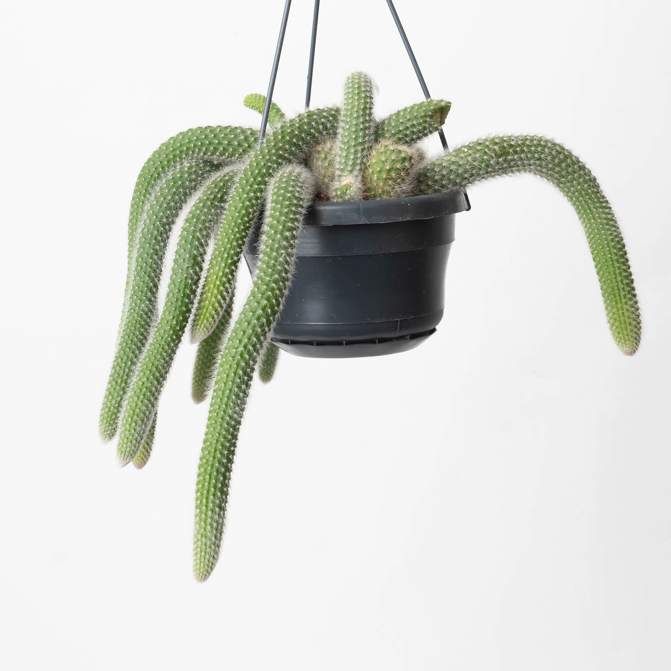 Monkey Tail Cactus | Cleistocactus colademononis - Image 2