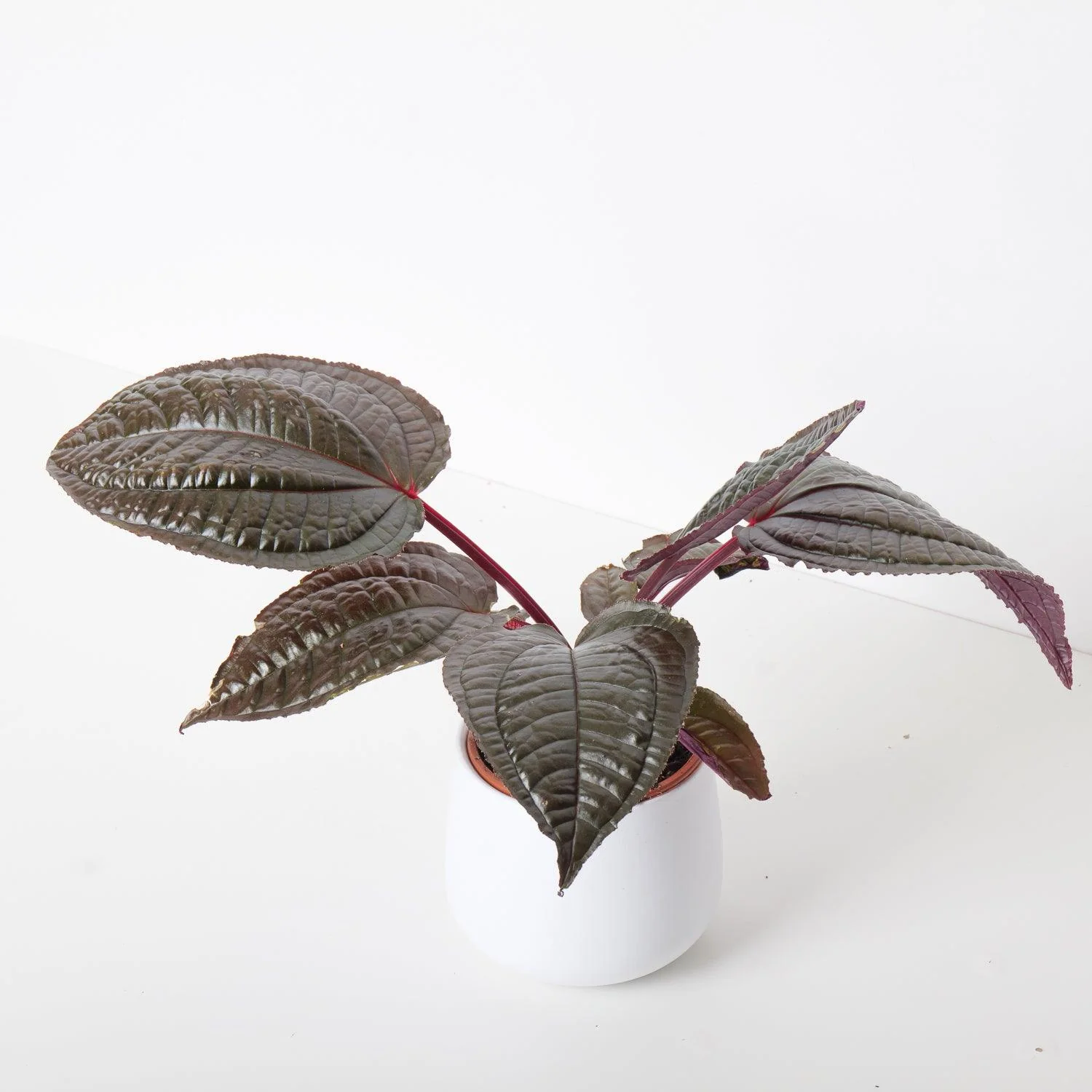 Monolena 'Midnight Glory'