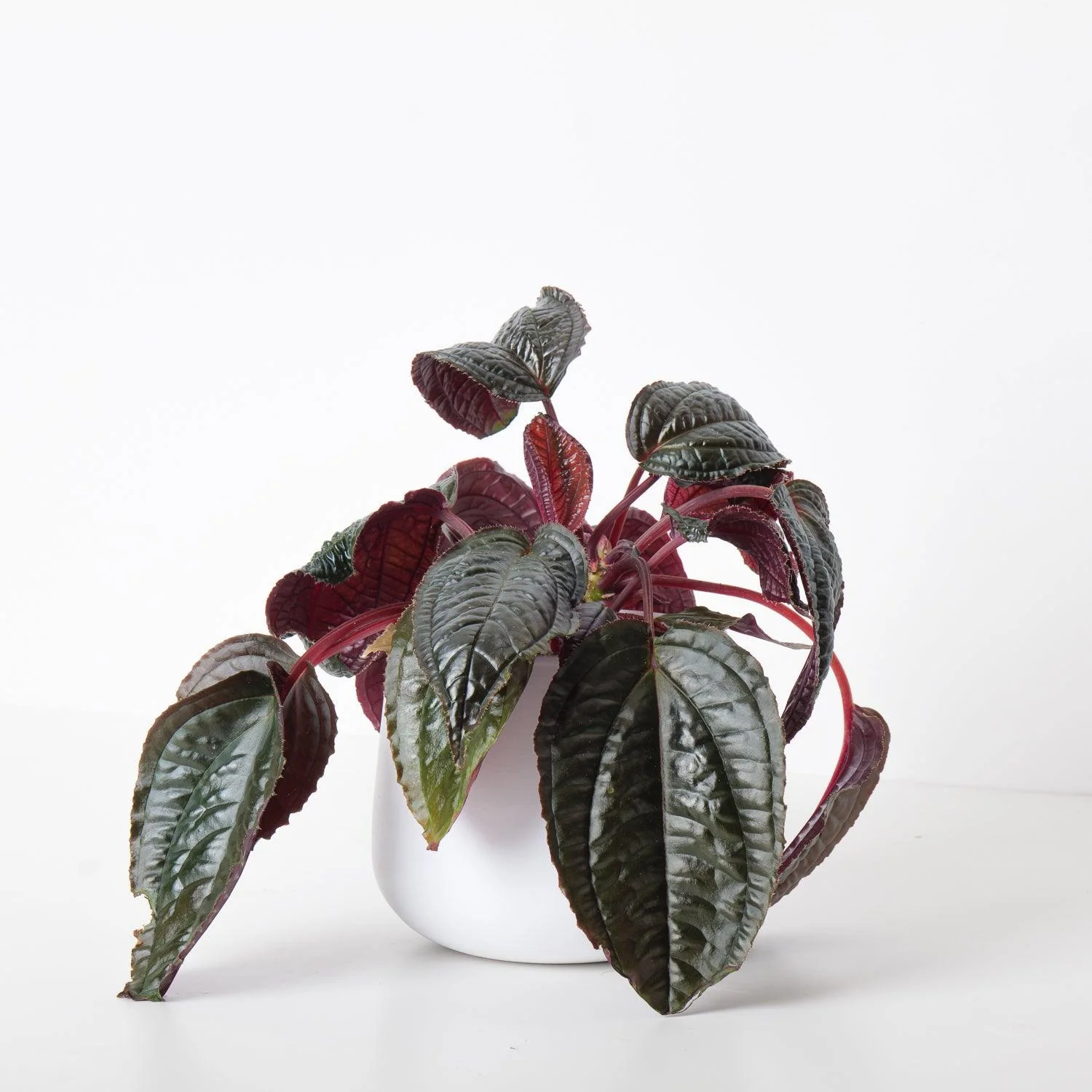 Monolena 'Midnight Glory' - Image 2
