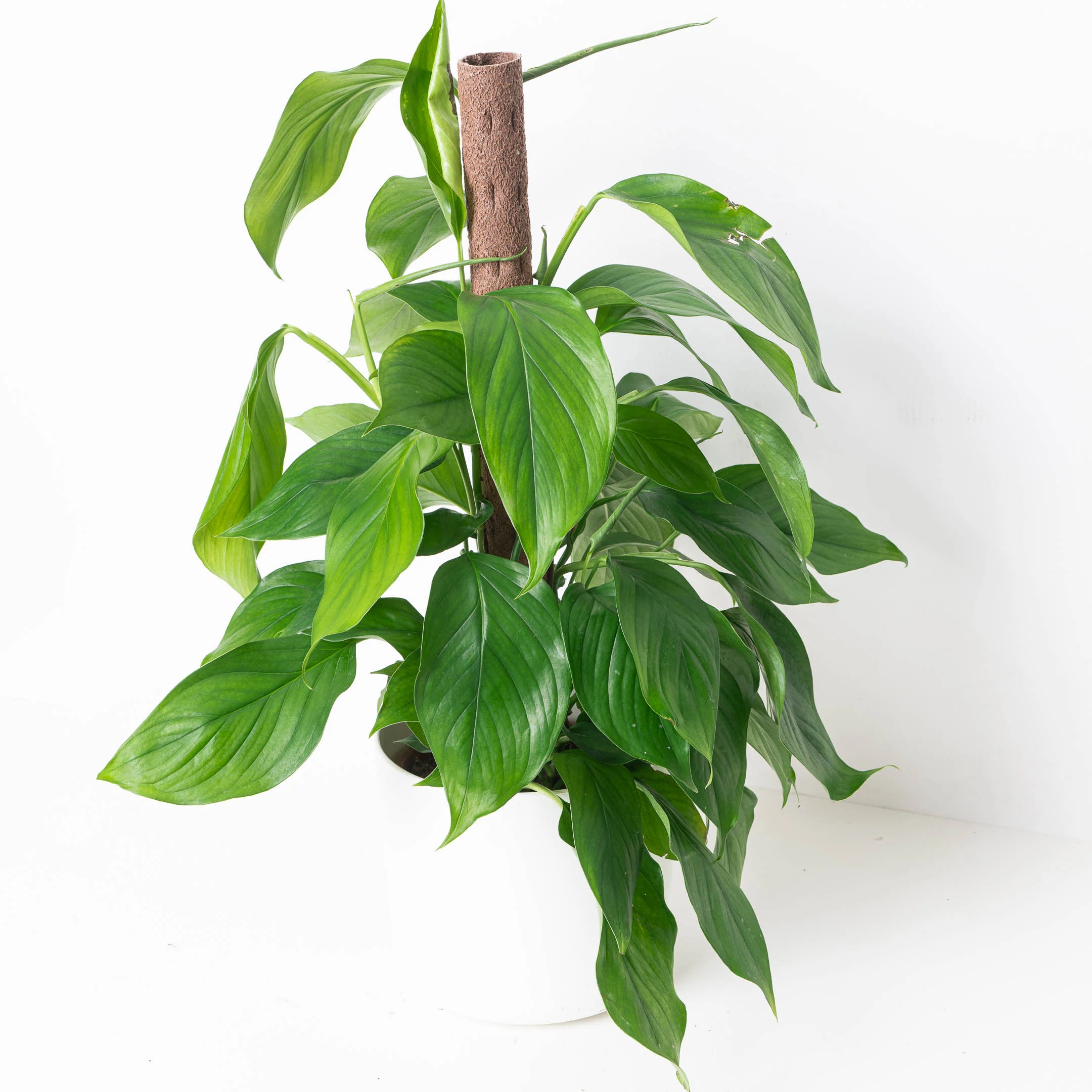 Monstera acacoyaguensis