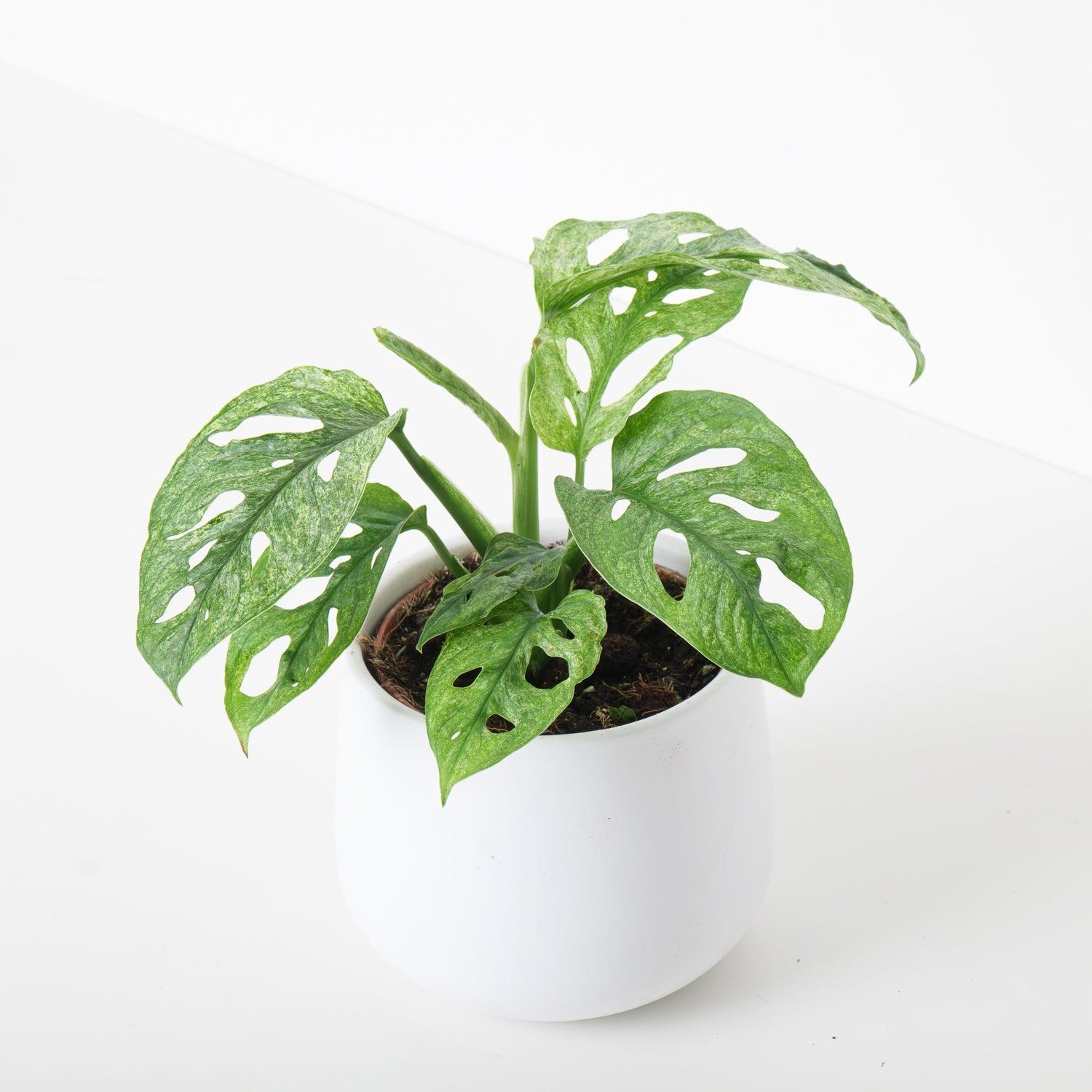 Monstera Adansonii 'European Mint'