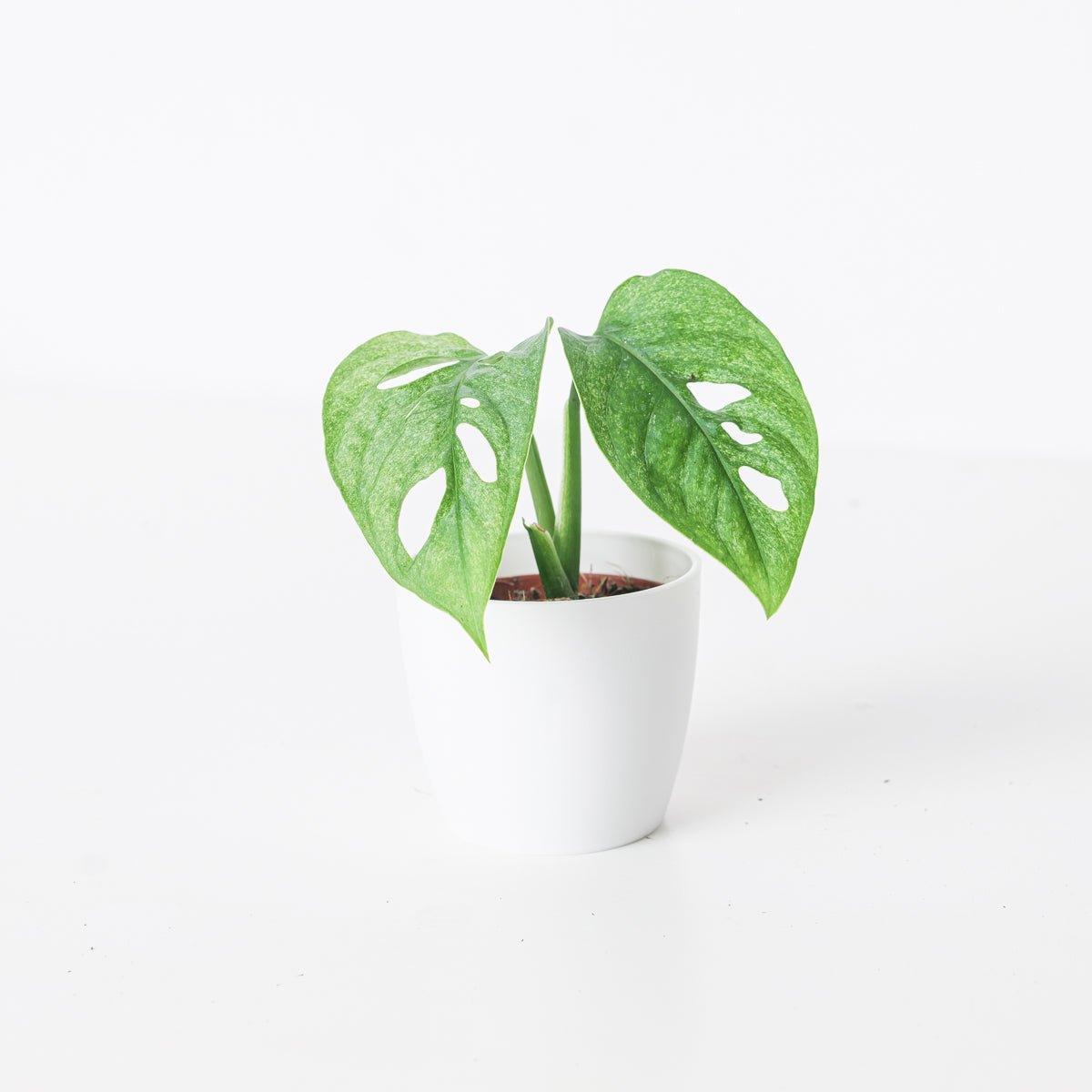 Monstera Adansonii 'European Mint' - Image 2
